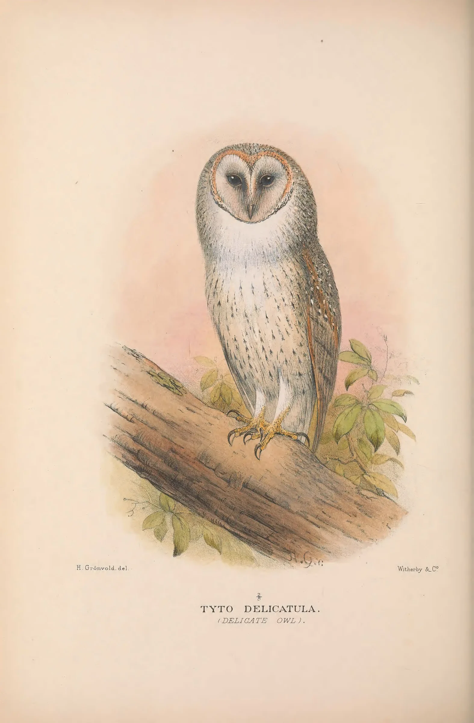 Historical bird plate: Eastern Barn Owl