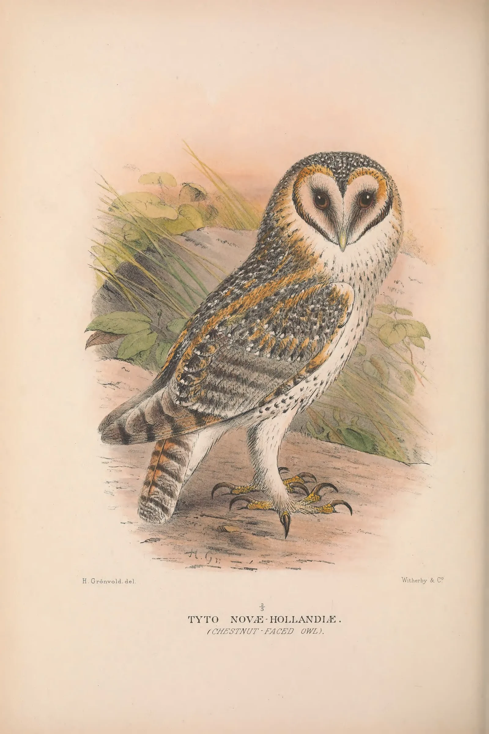 Historical bird plate: Identification needs research