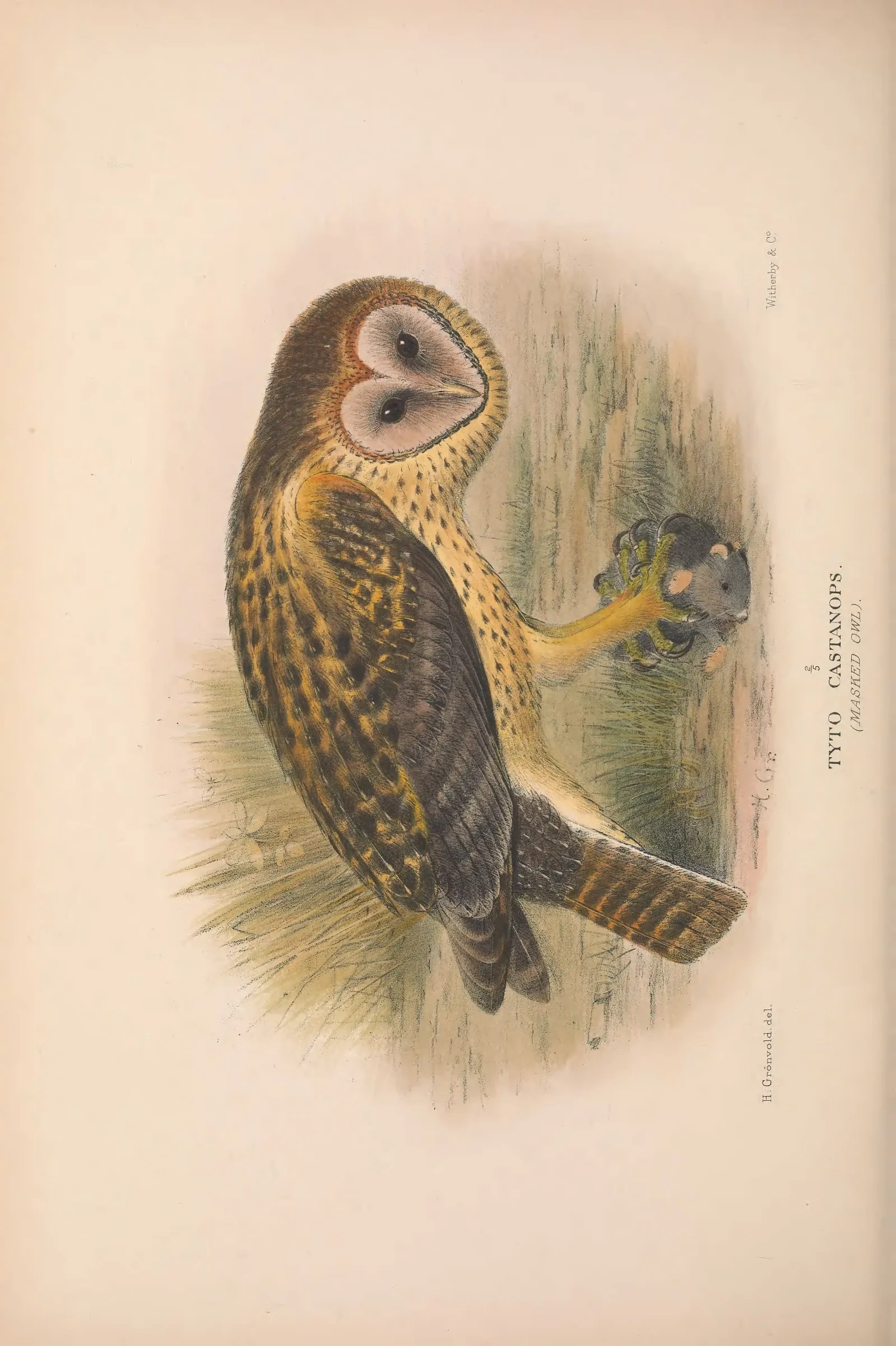 Historical bird plate: Australasian Masked Owl