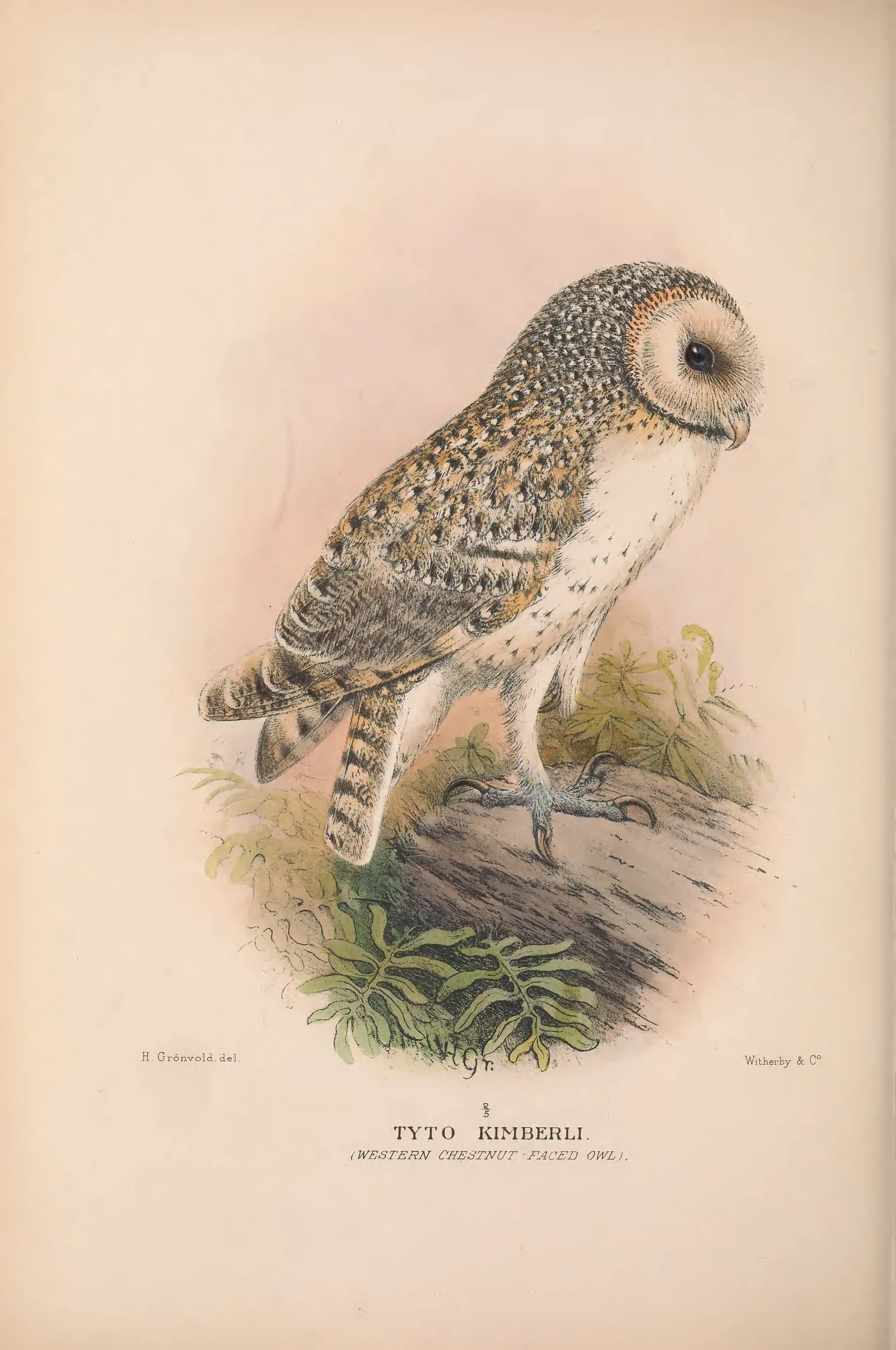 Historical bird plate: Identification needs research