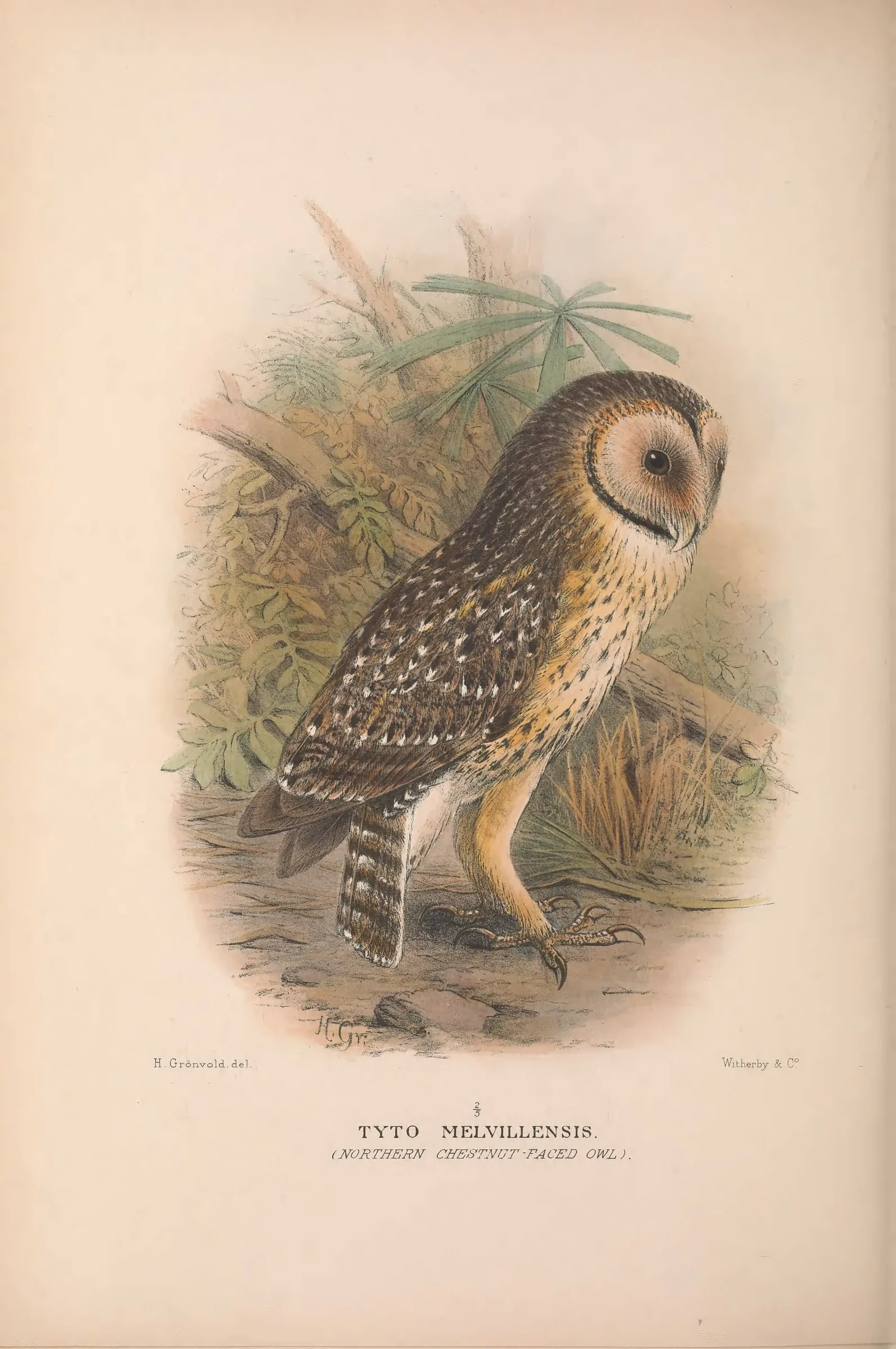 Historical bird plate: Australasian Masked Owl