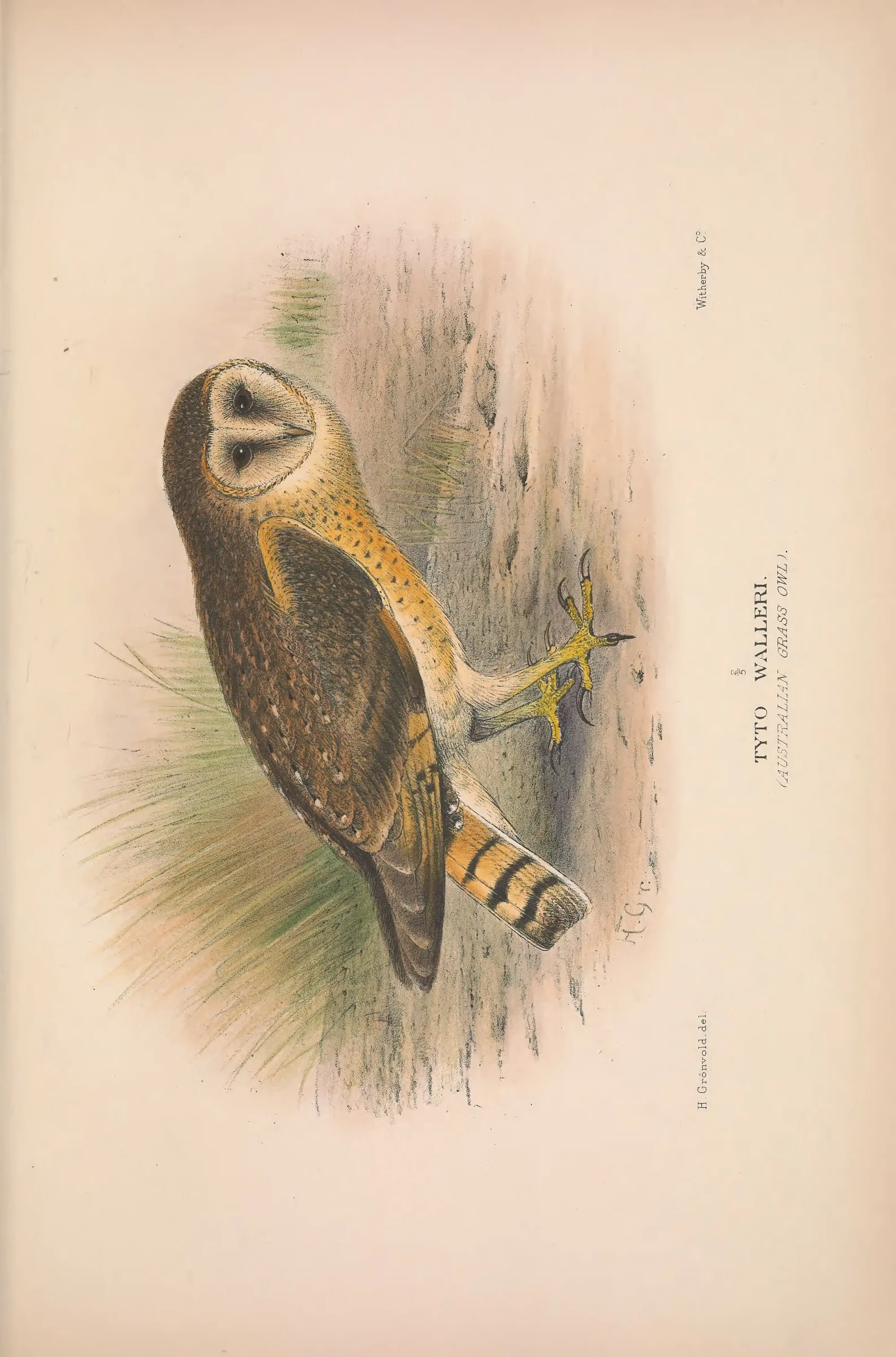 Historical bird plate: Identification needs research
