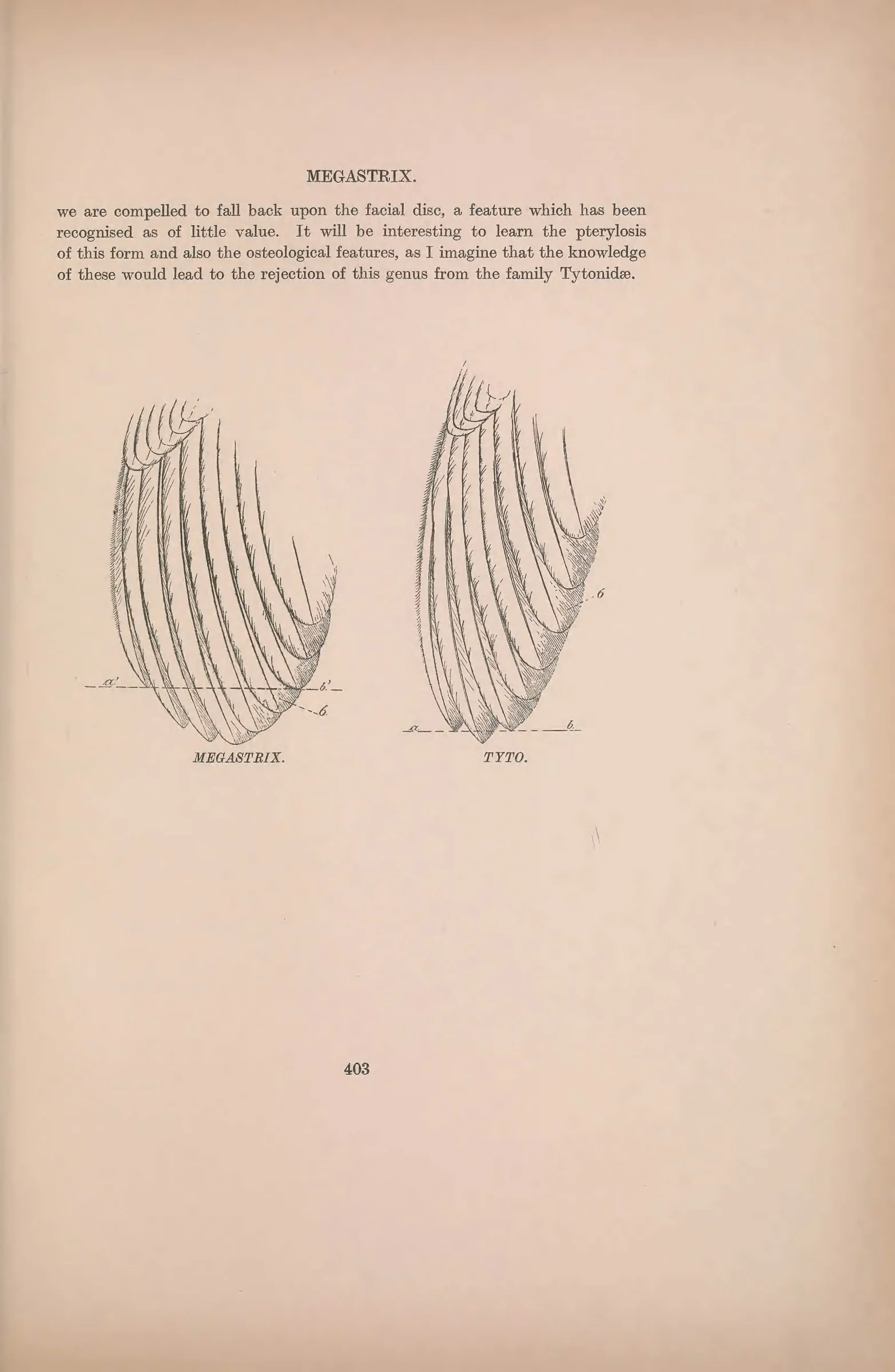 Historical bird plate: Identification needs research