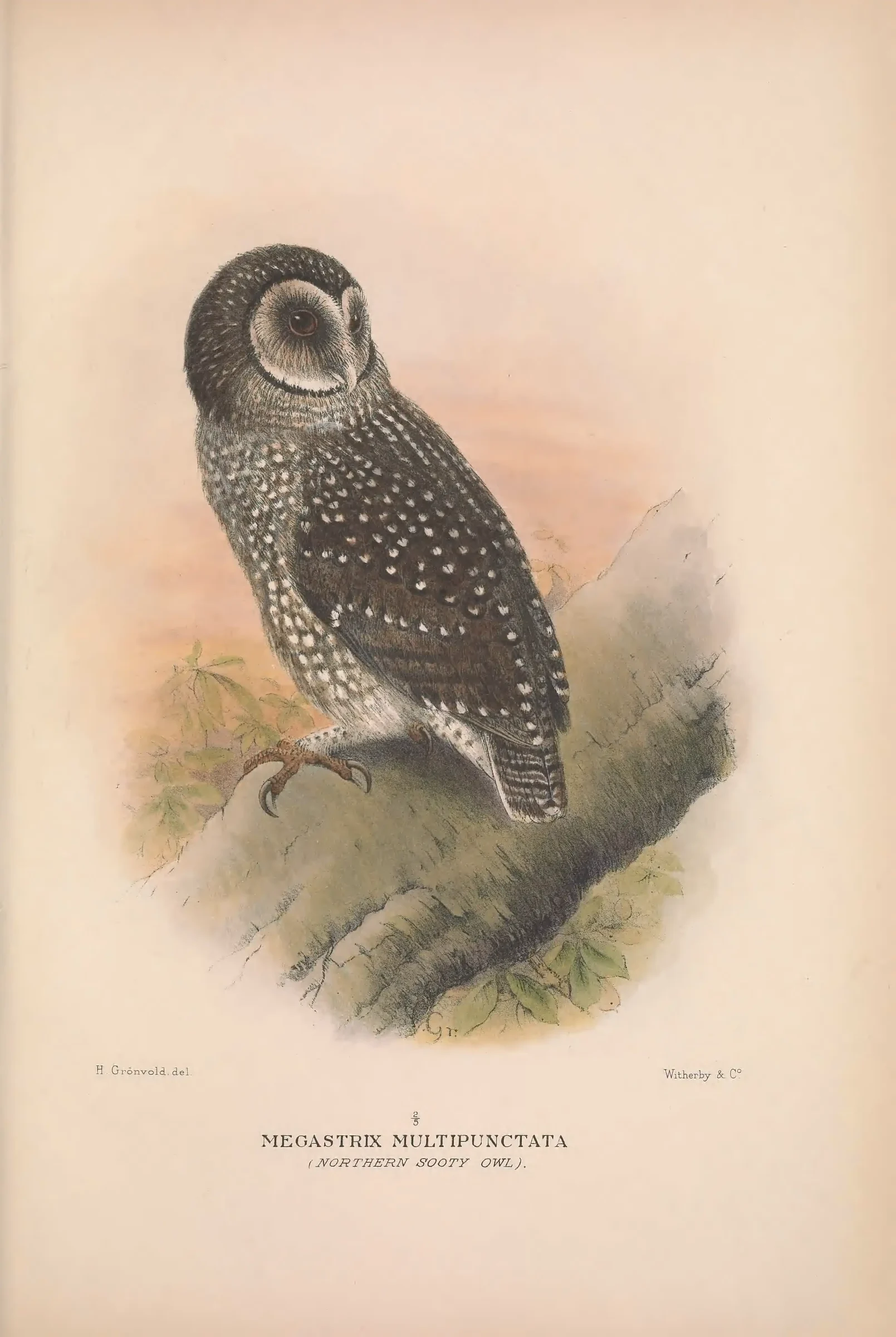 Historical bird plate: Sooty Owl