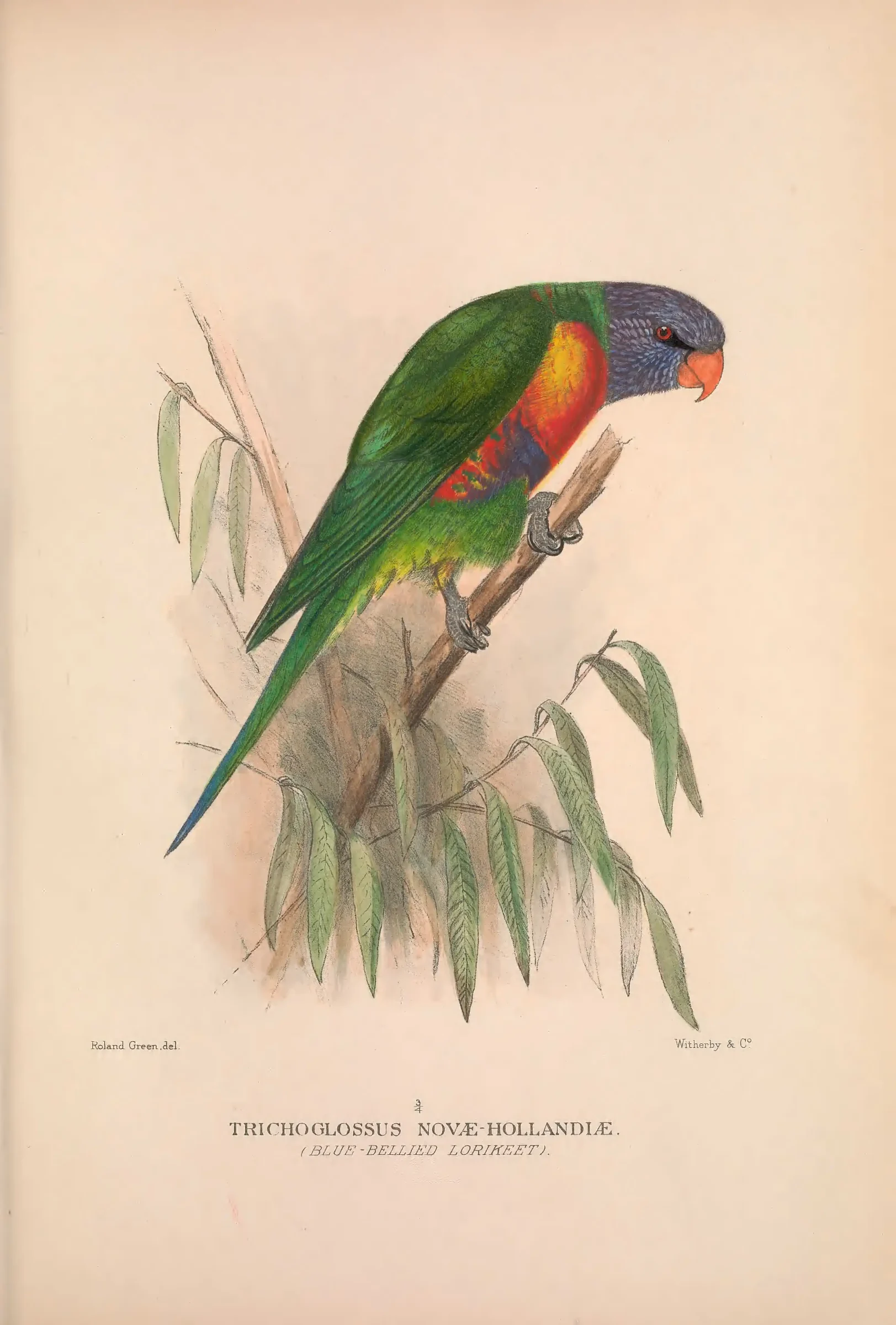 Historical bird plate: Identification needs research