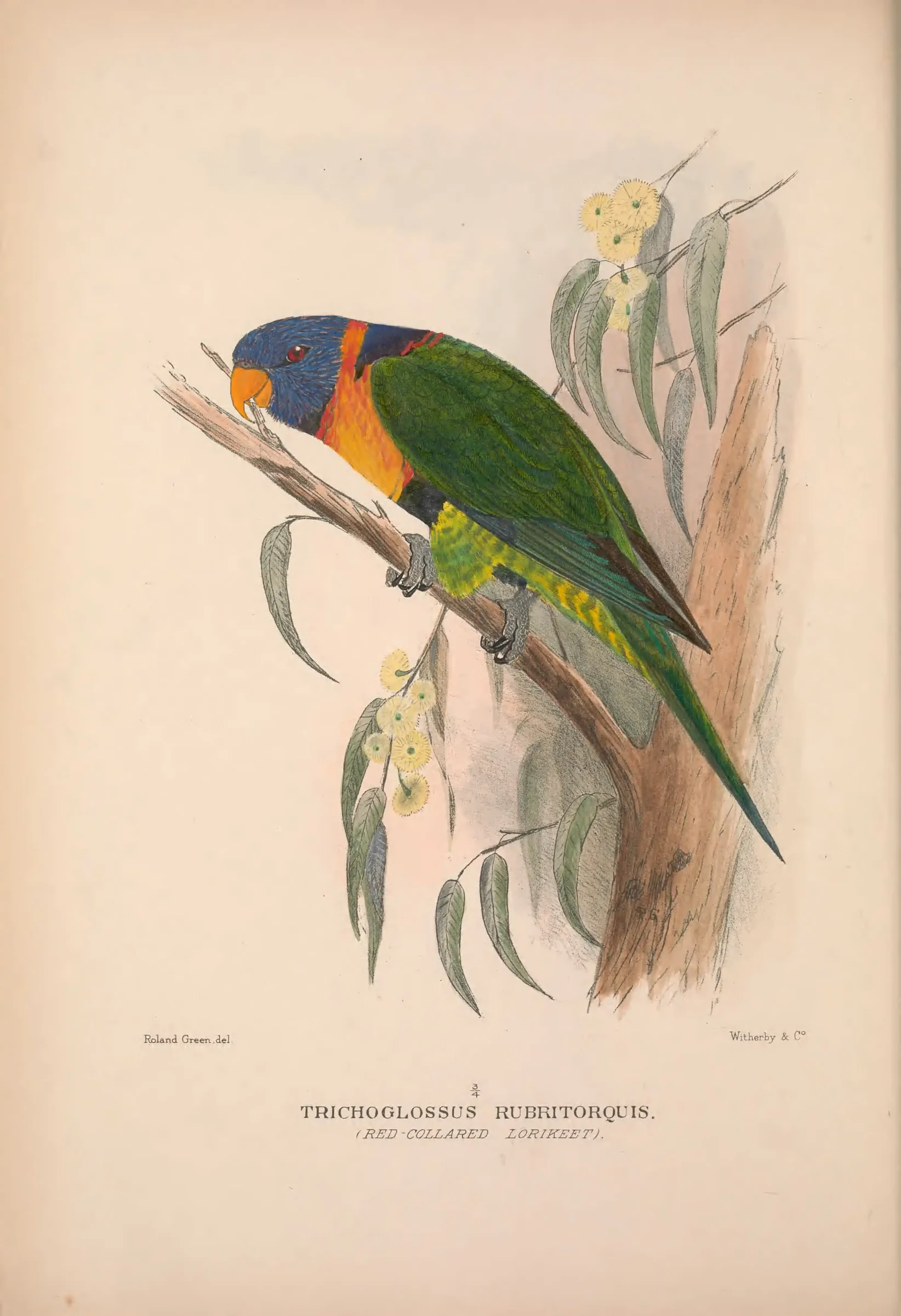 Historical bird plate: Identification needs research