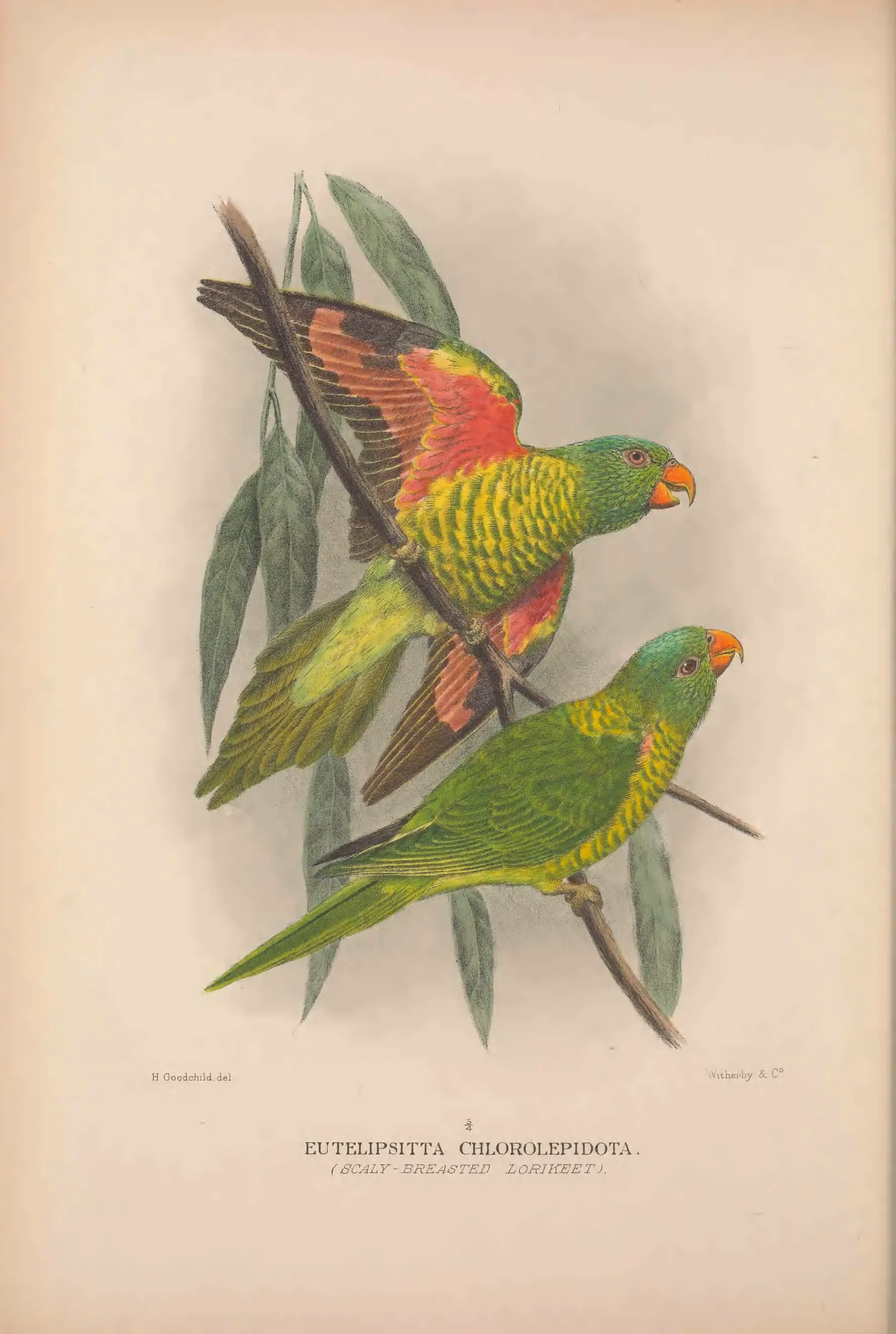 Historical bird plate: Identification needs research