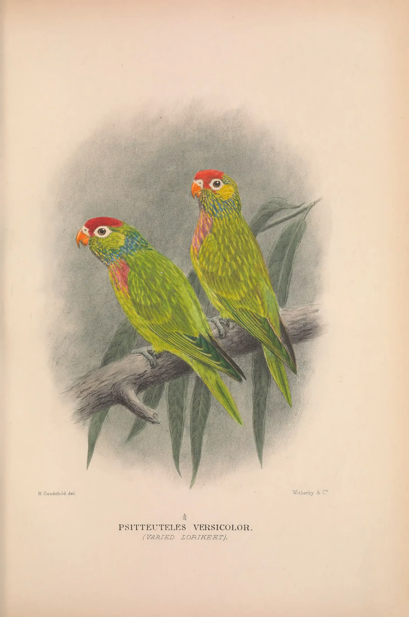 Historical bird plate: Varied Lorikeet