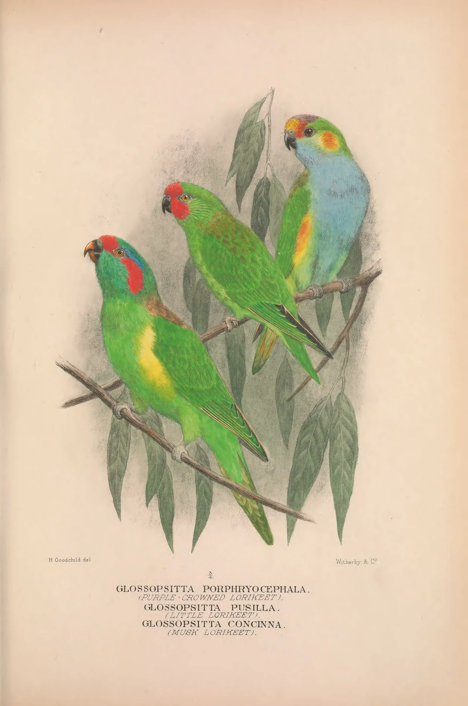 Historical bird plate: Identification needs research