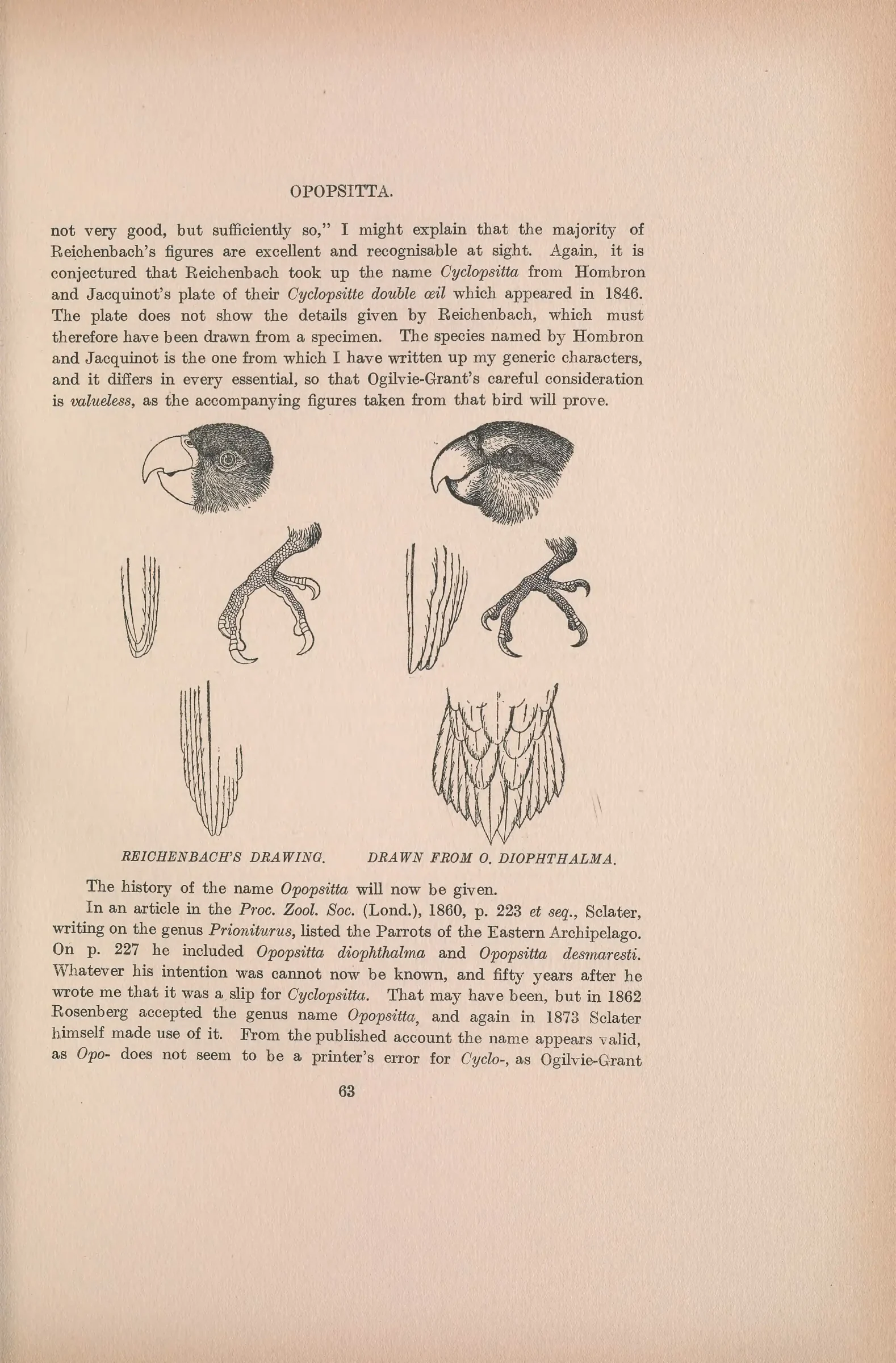 Historical bird plate: Double-eyed Fig Parrot
