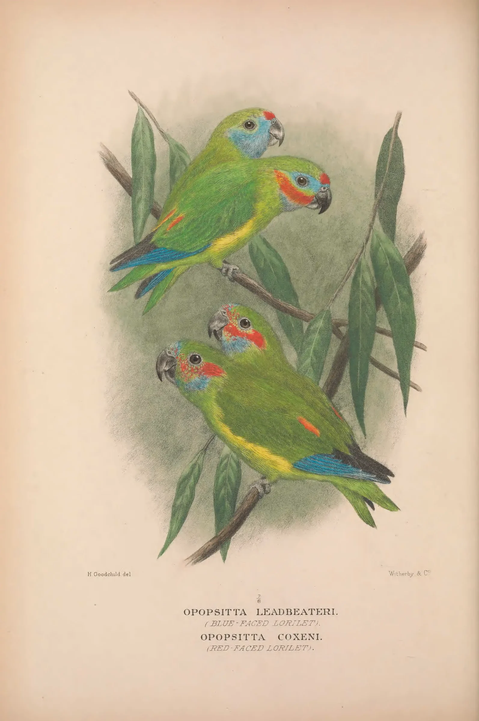 Historical bird plate: Double-eyed Fig Parrot