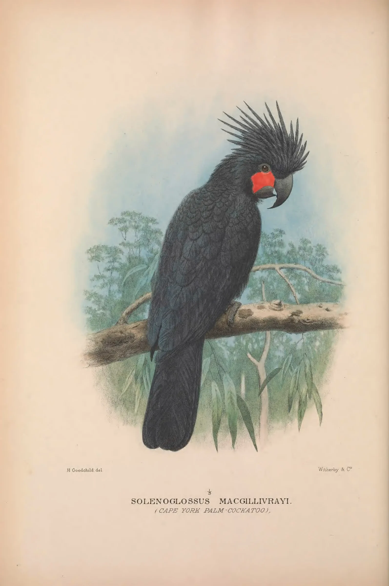 Historical bird plate: Palm Cockatoo