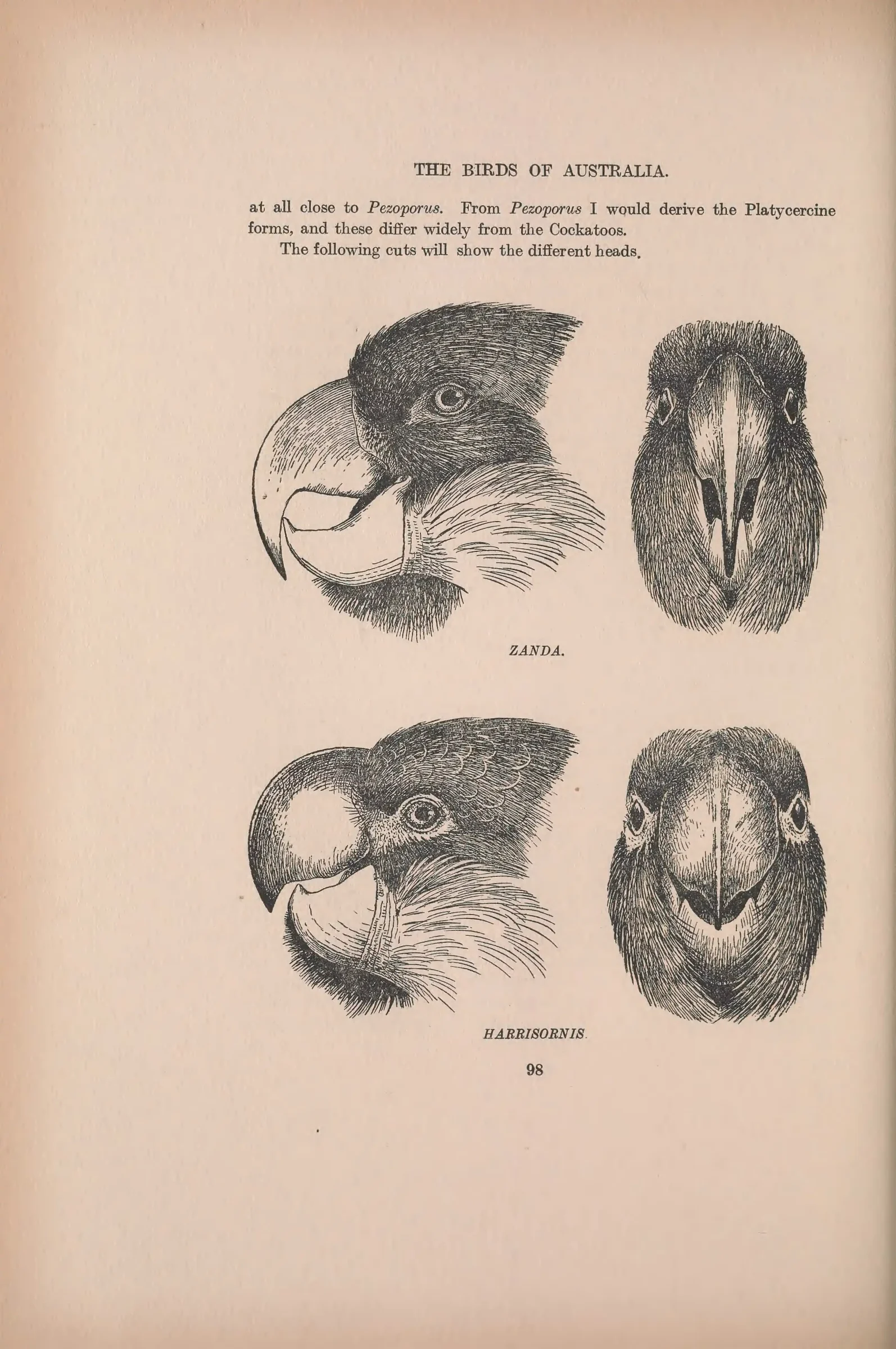 Historical bird plate: Identification needs research