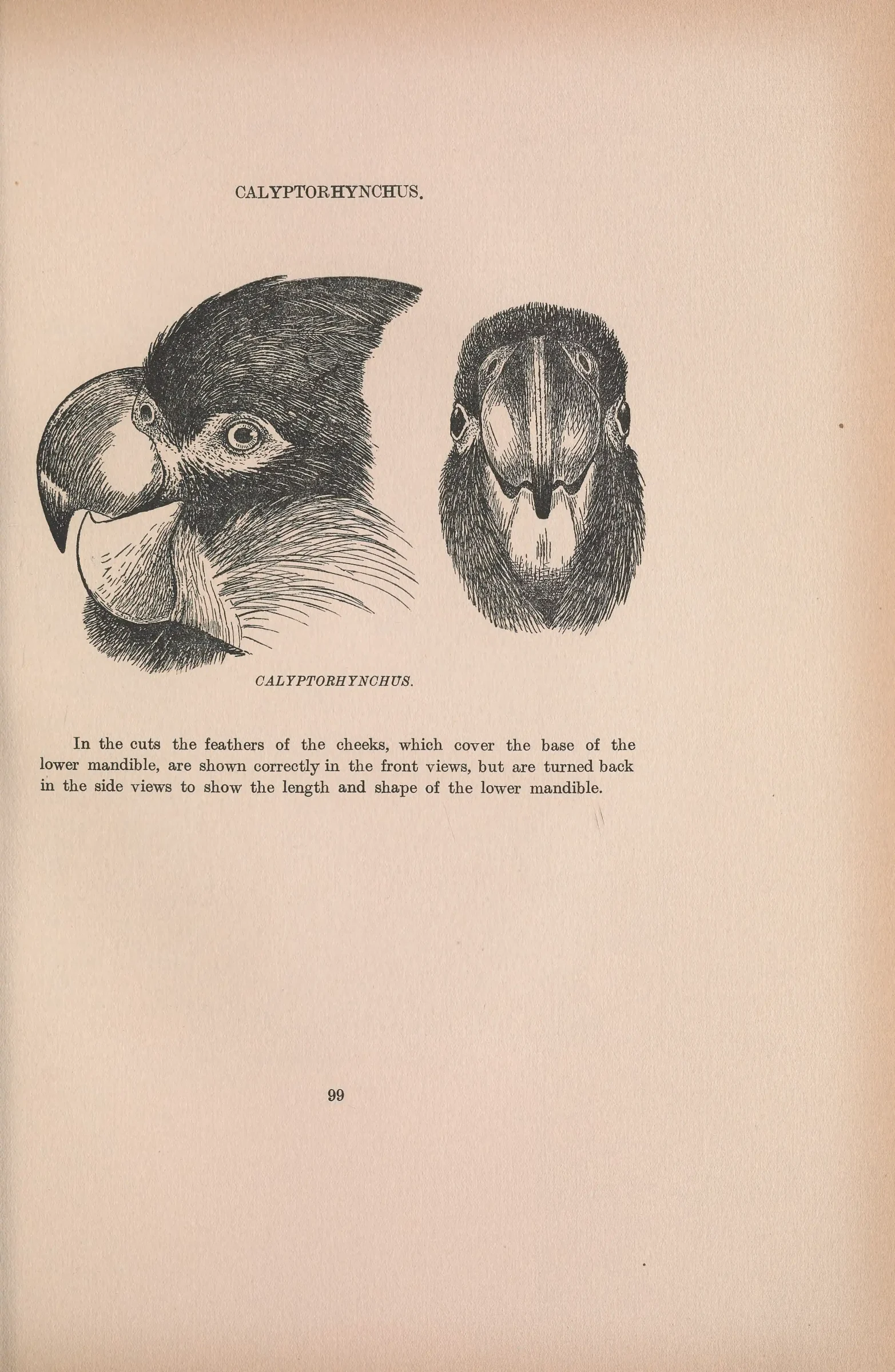 Historical bird plate: Identification needs research