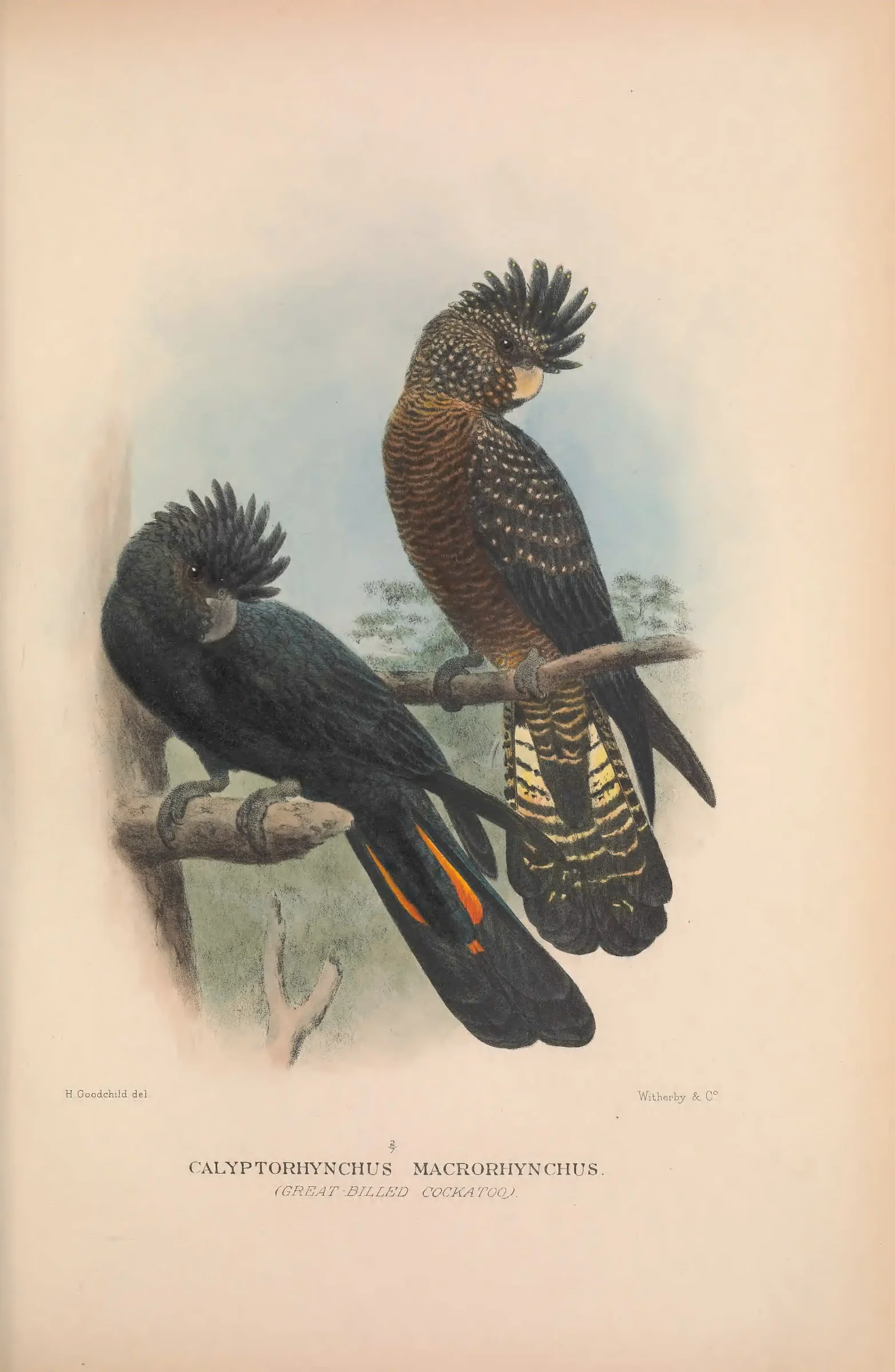 Historical bird plate: Red-tailed Black Cockatoo