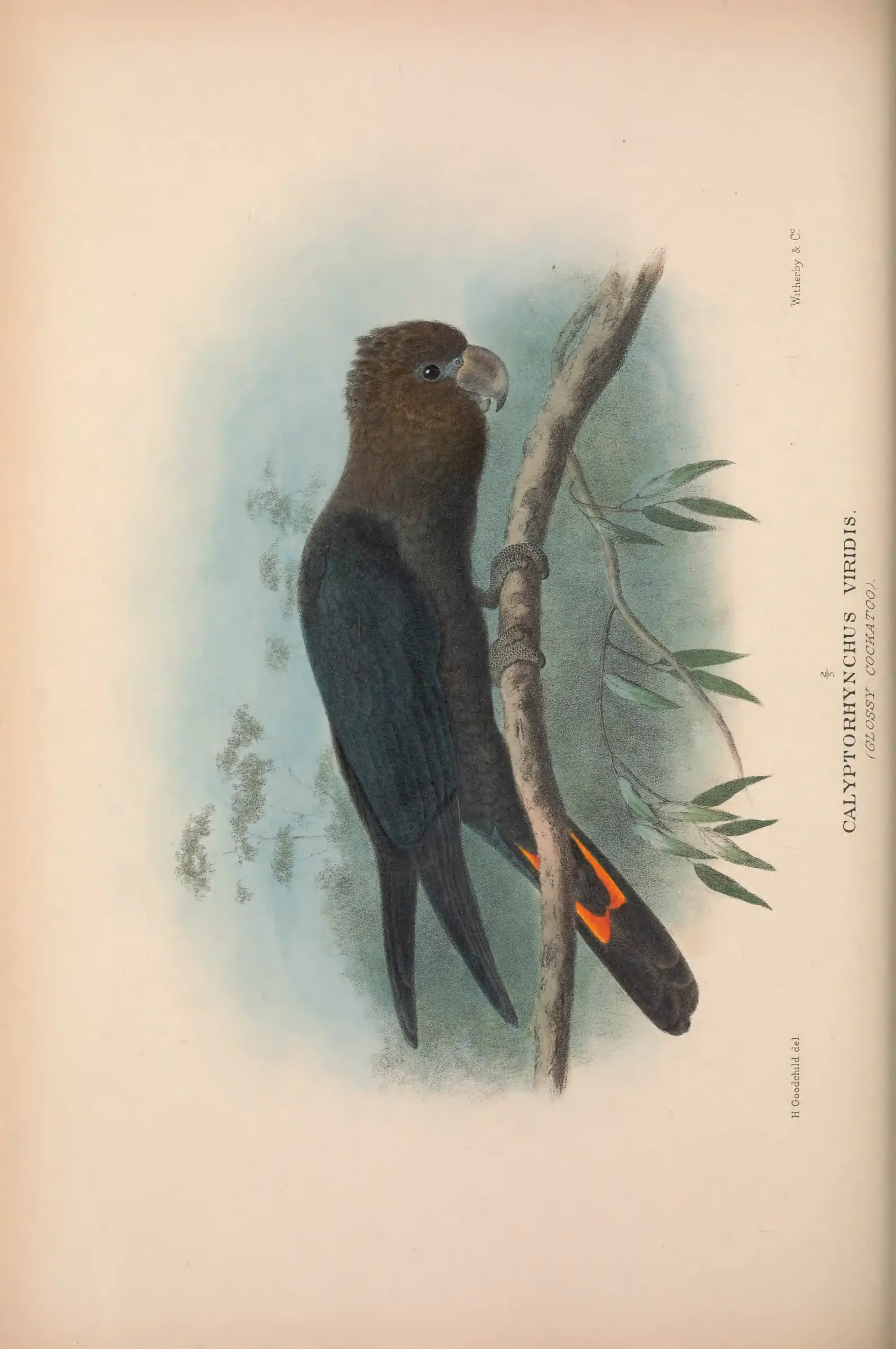 Historical bird plate: Identification needs research