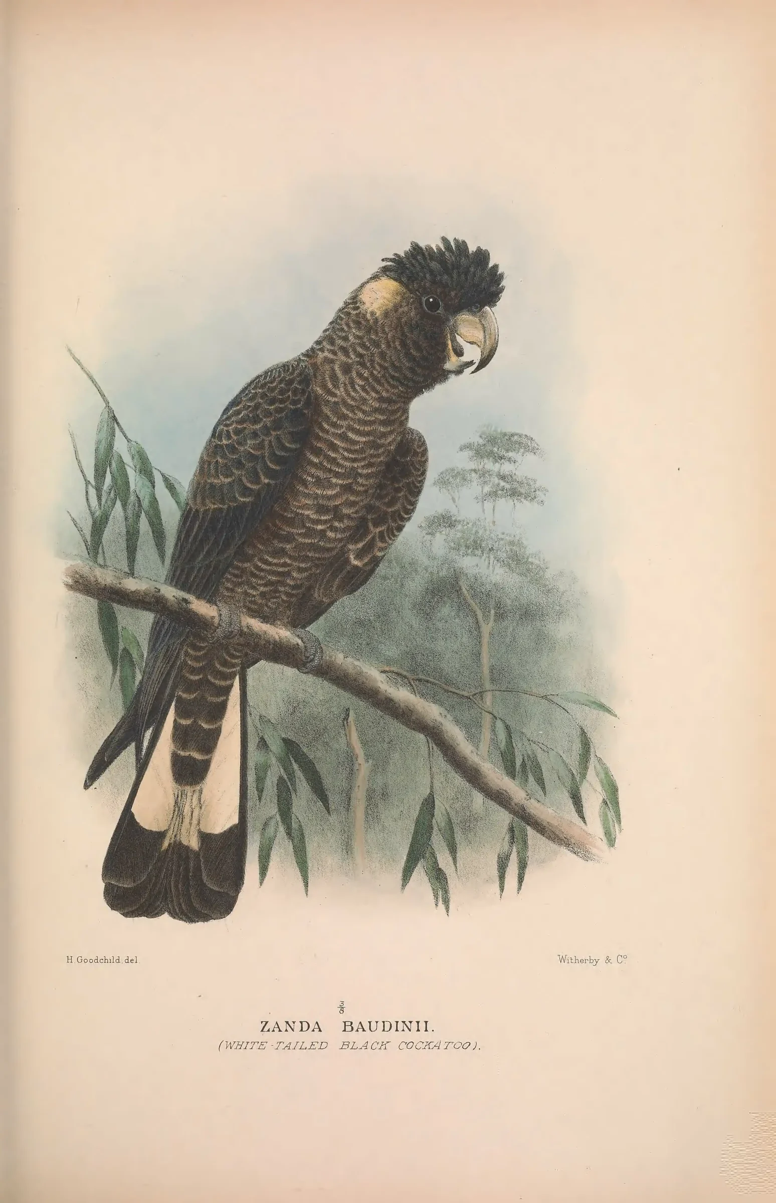 Historical bird plate: Baudin's Black Cockatoo