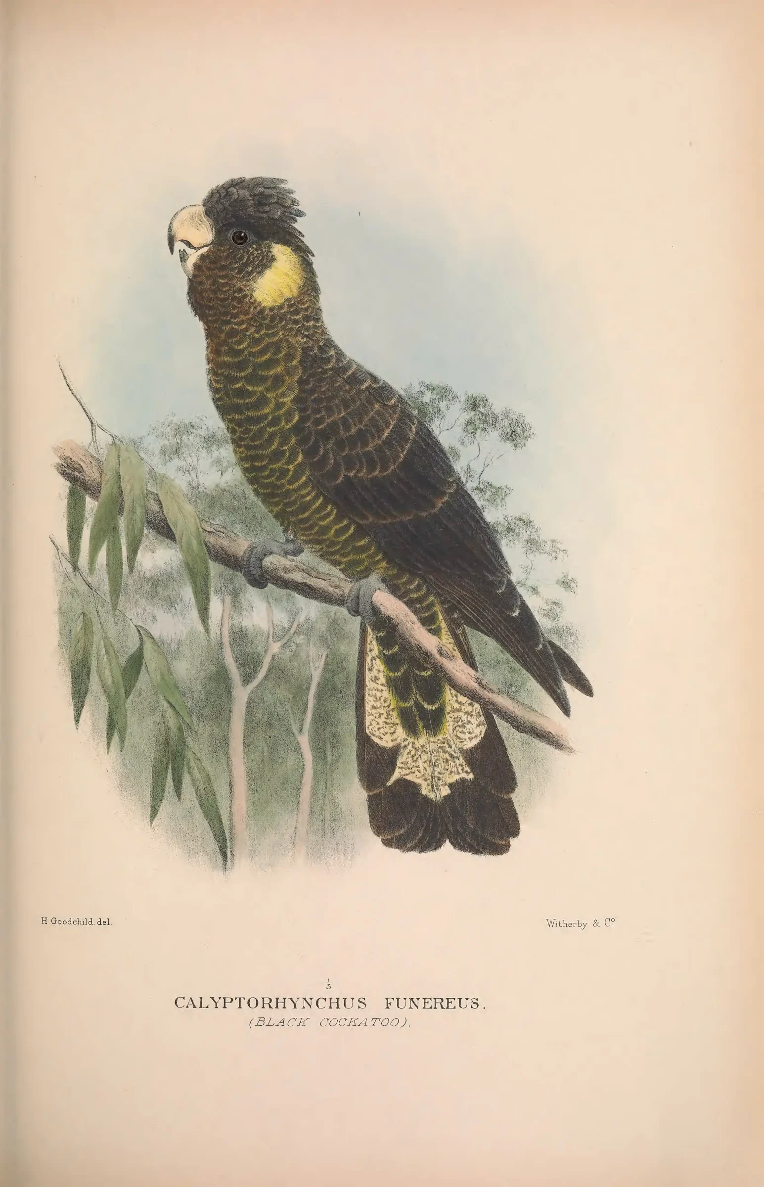 Historical bird plate: Yellow-tailed Black Cockatoo