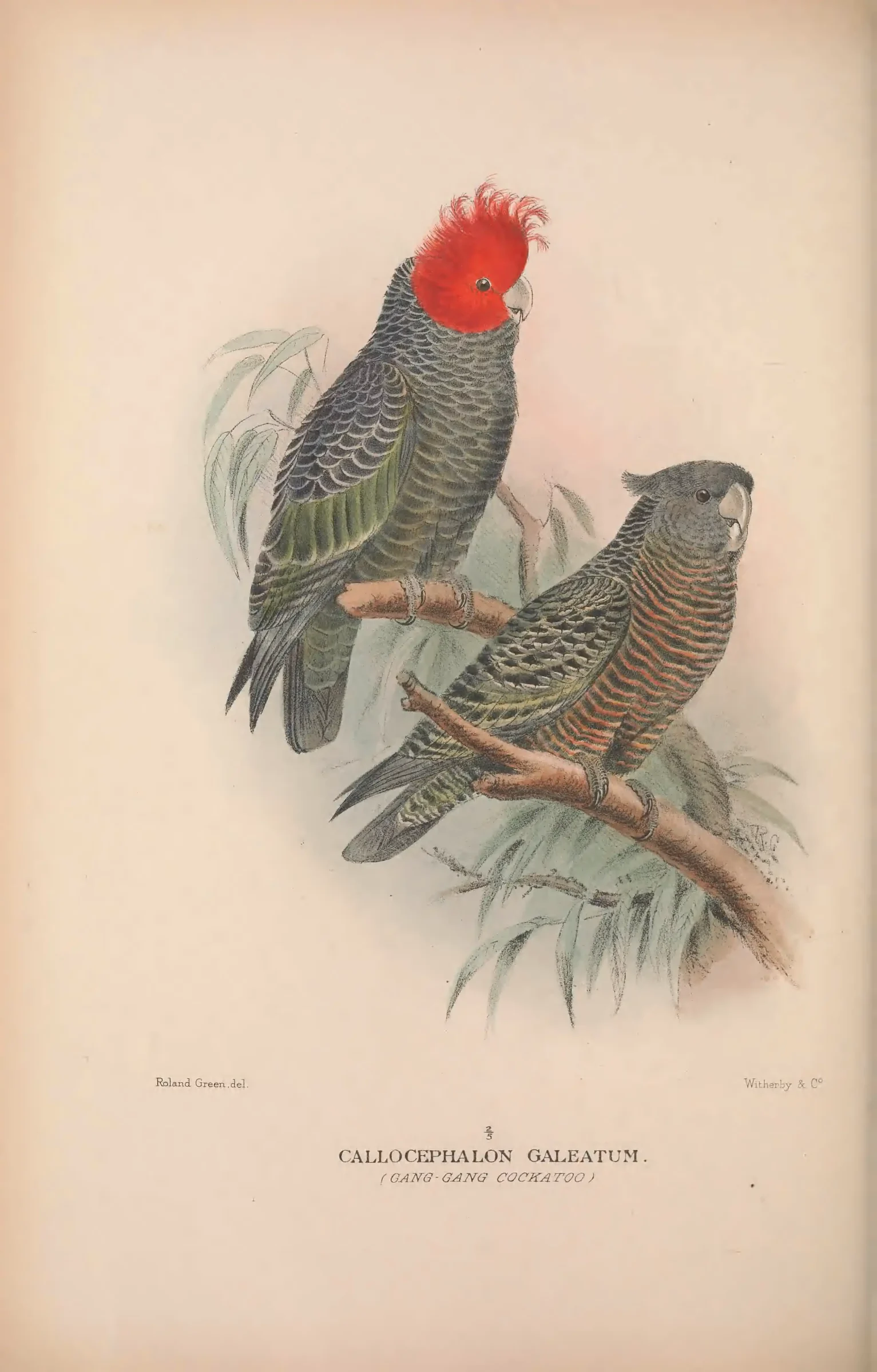 Historical bird plate: Gang-gang Cockatoo