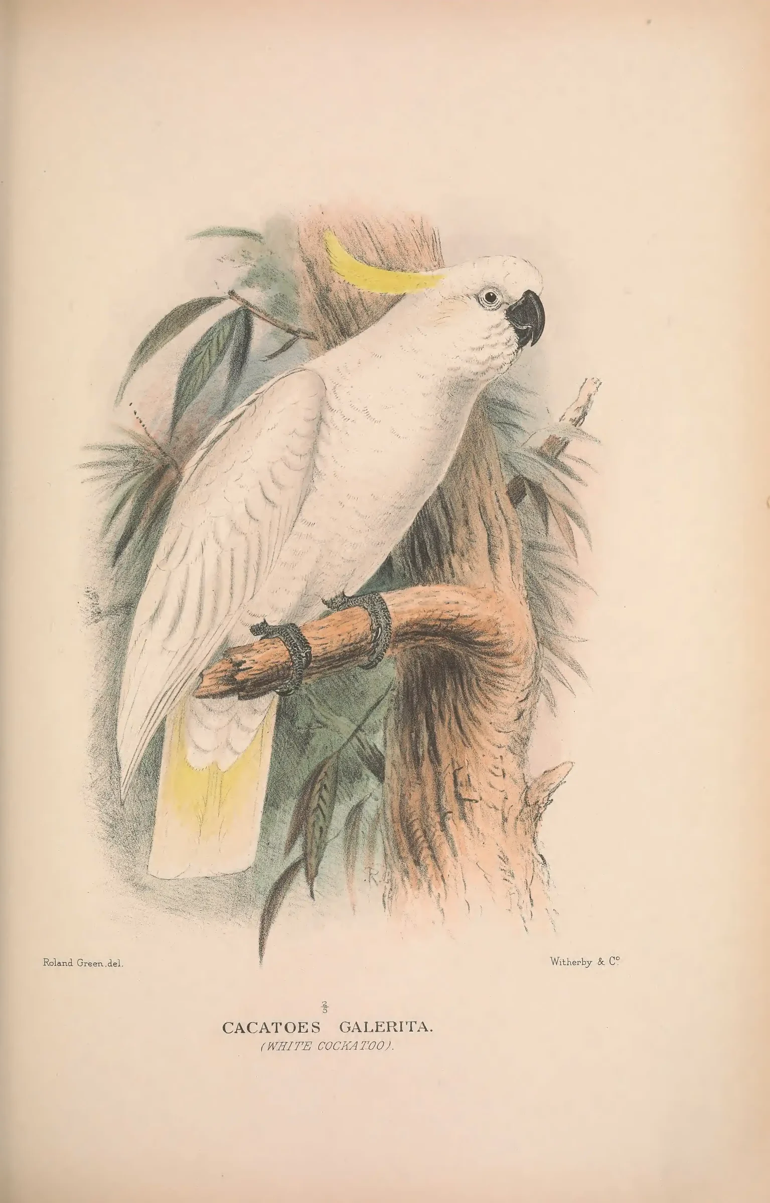 Historical bird plate: Identification needs research