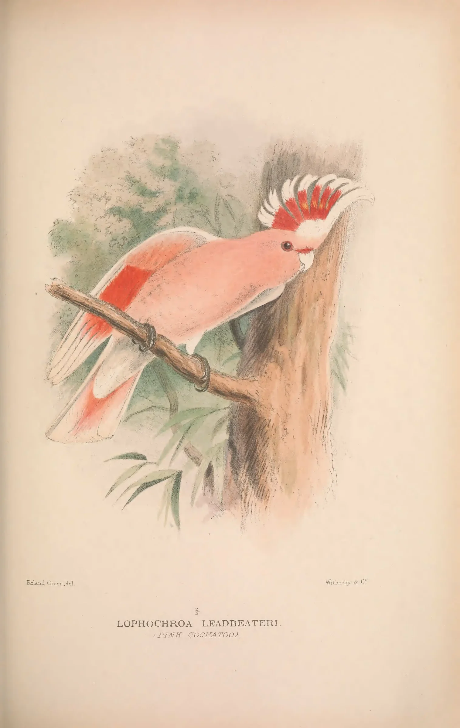 Historical bird plate: Pink Cockatoo