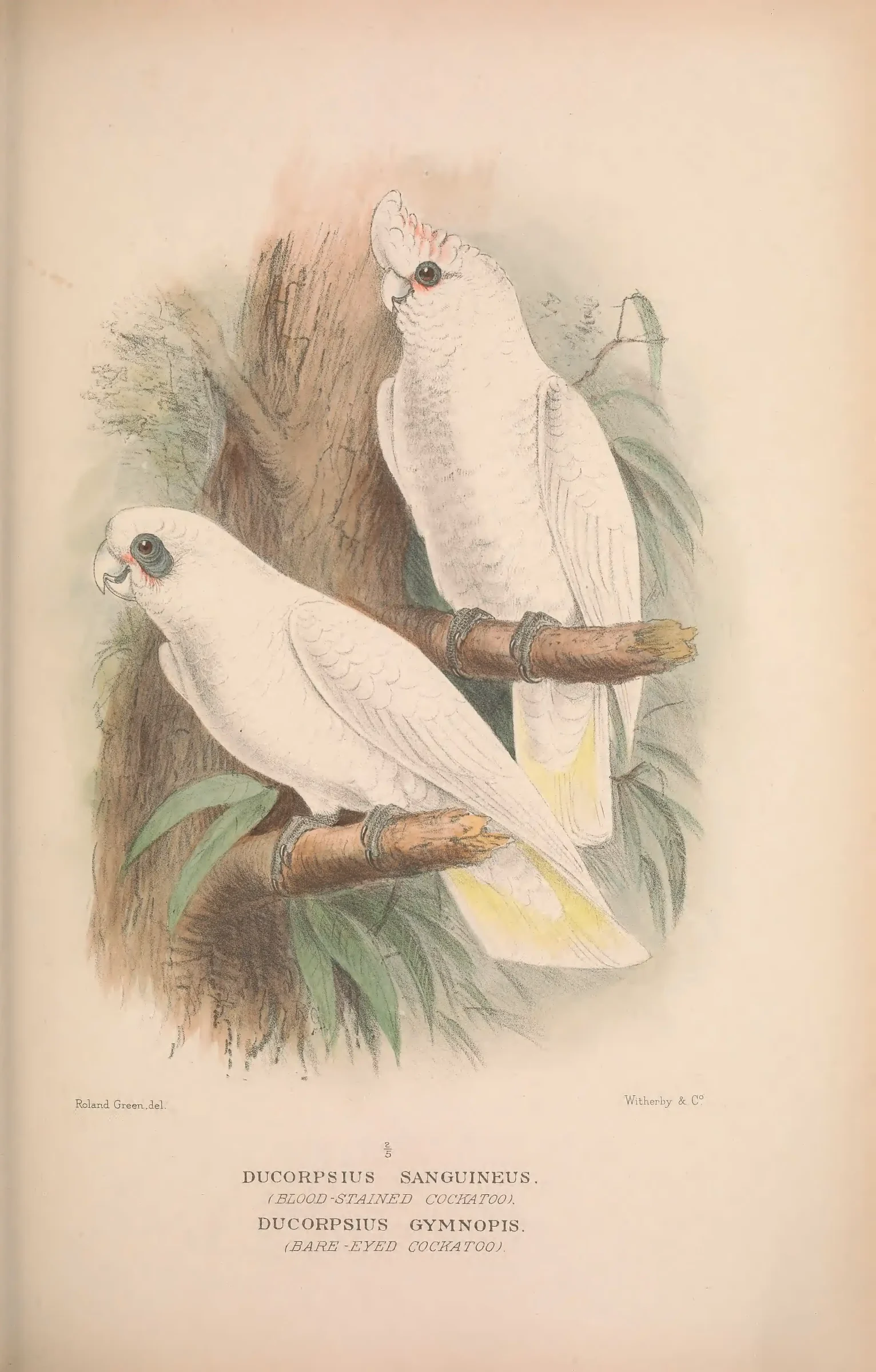Historical bird plate: Little Corella