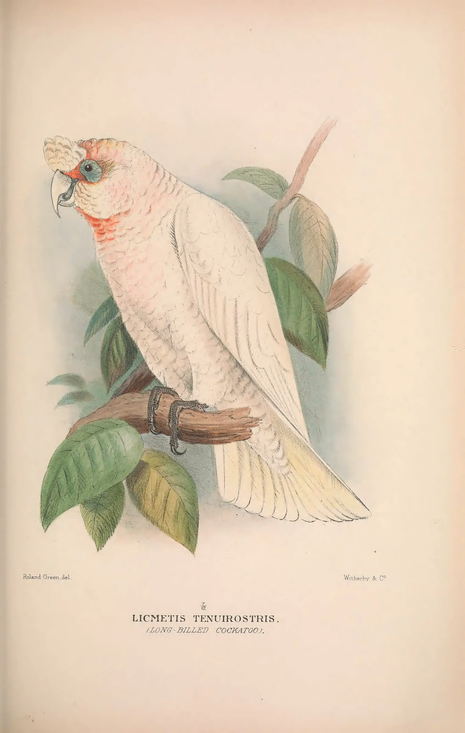 Historical bird plate: Long-billed Corella
