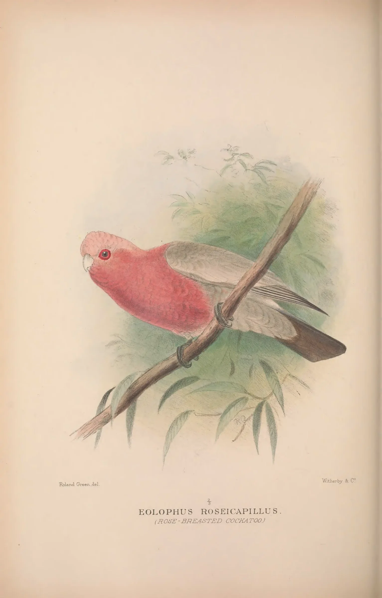 Historical bird plate: Galah