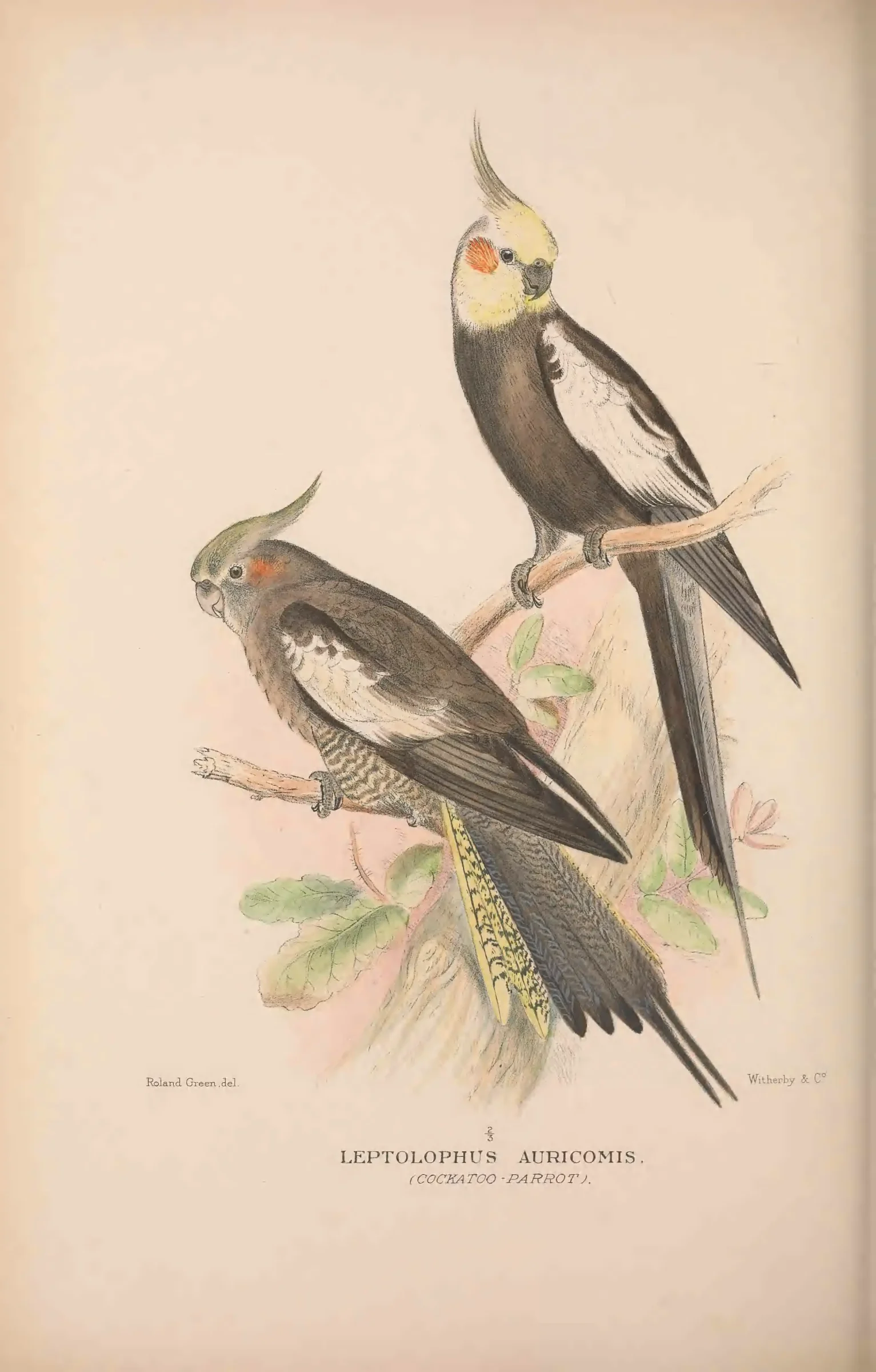 Historical bird plate: Identification needs research