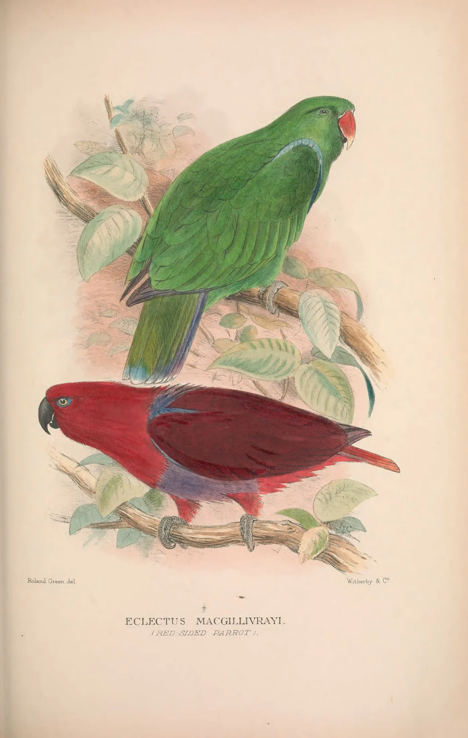 Historical bird plate: Identification needs research