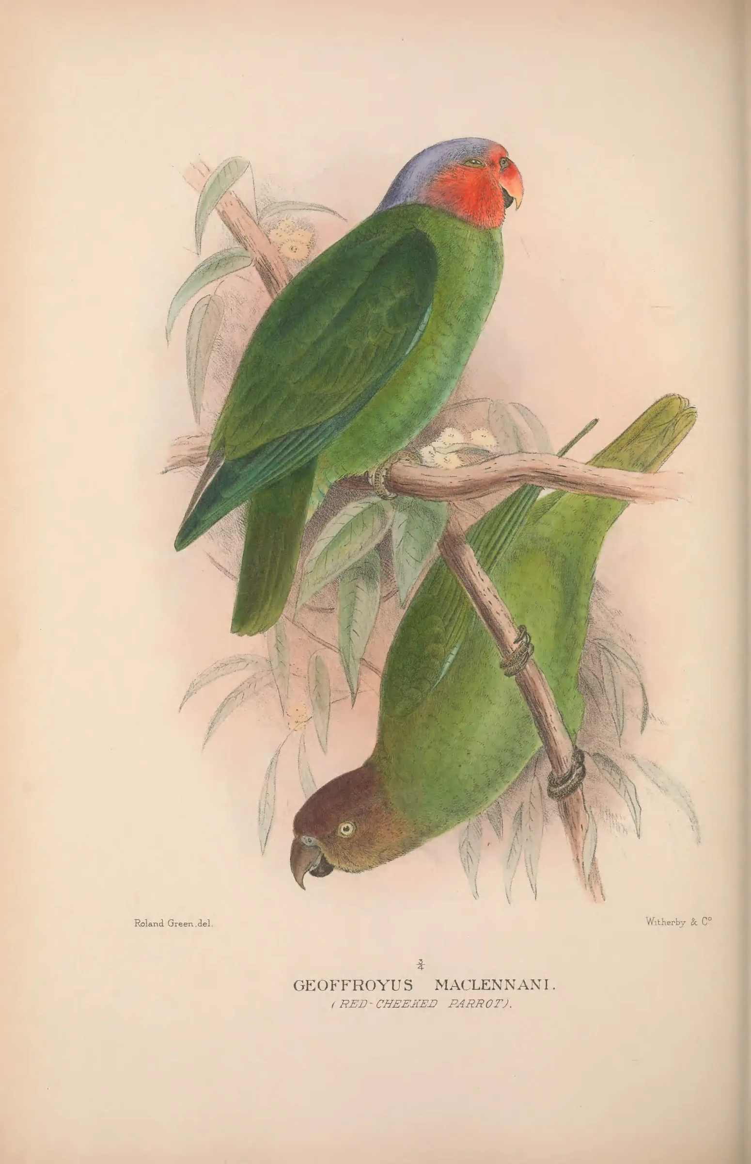 Historical bird plate: Identification needs research