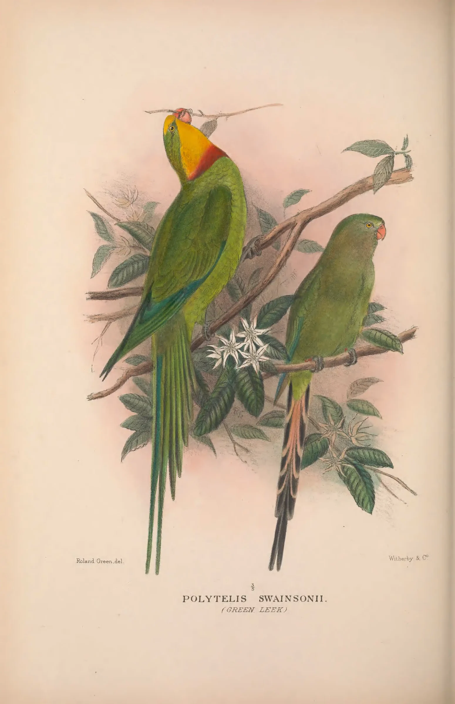 Historical bird plate: Superb Parrot