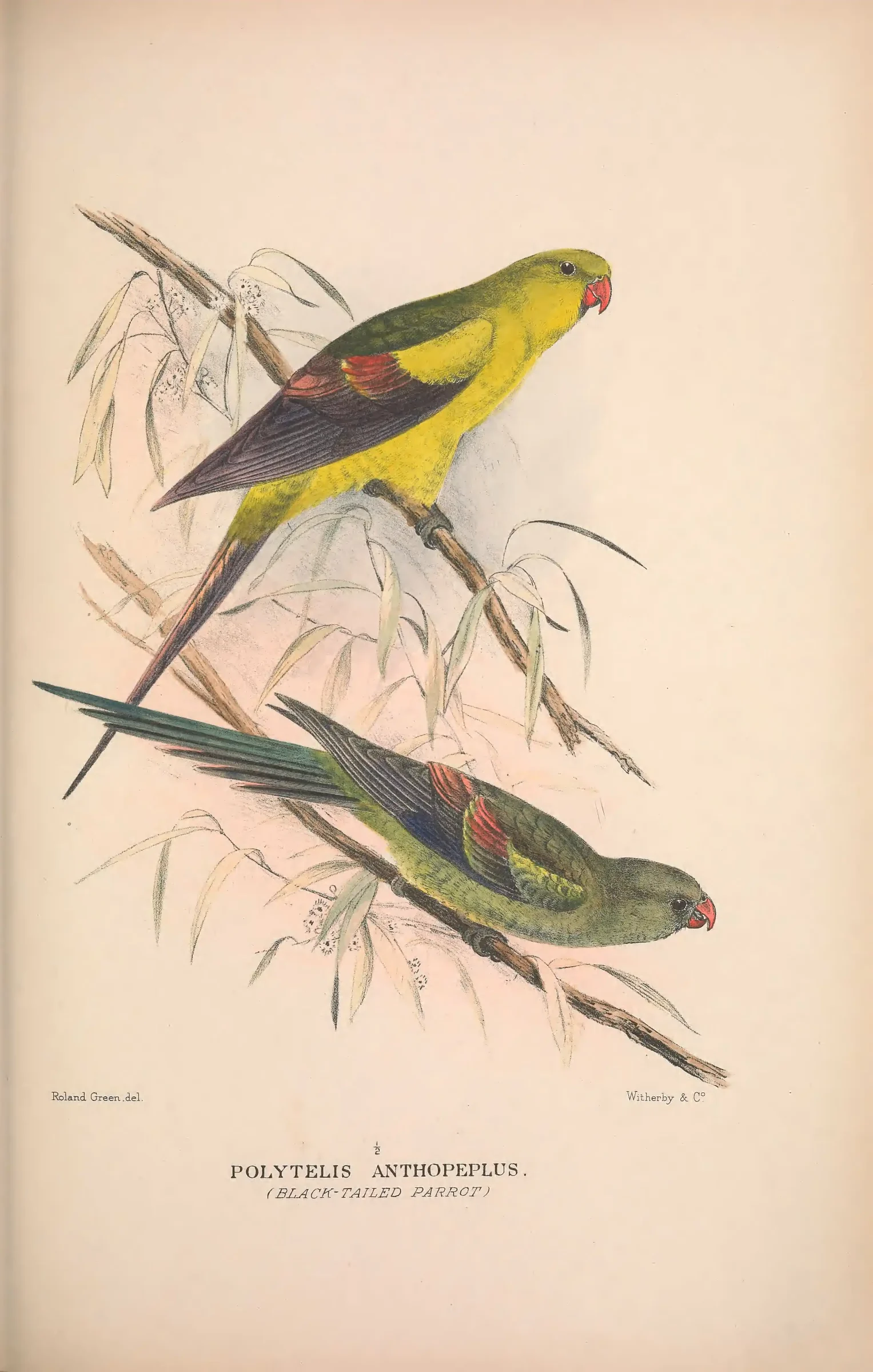 Historical bird plate: Regent Parrot