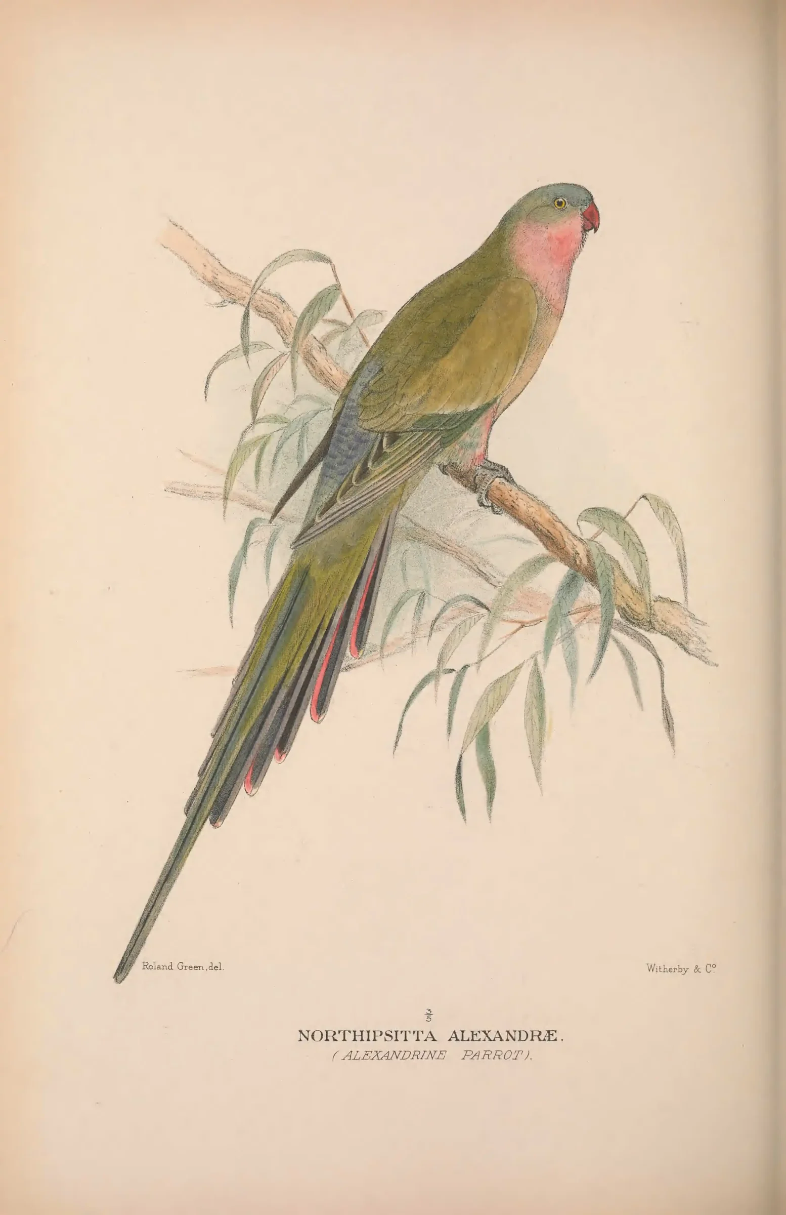Historical bird plate: Princess Parrot