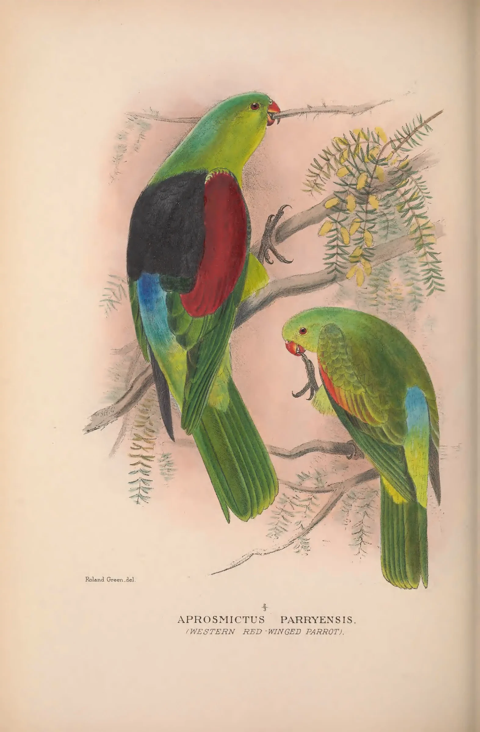 Historical bird plate: Red-winged Parrot