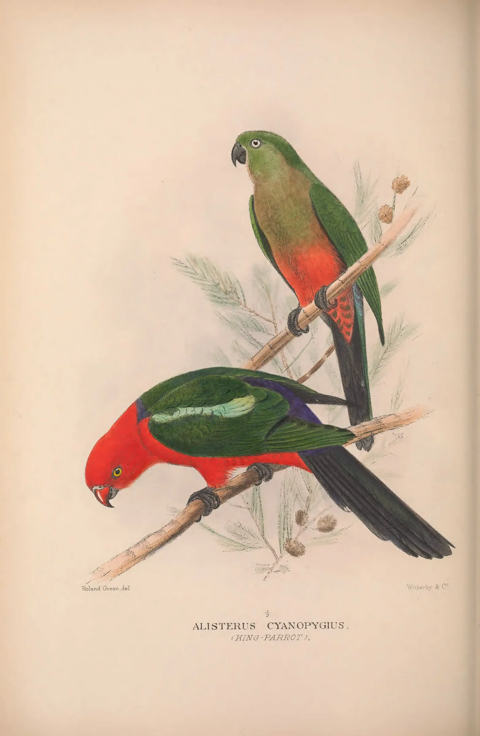 Historical bird plate: Australian King Parrot