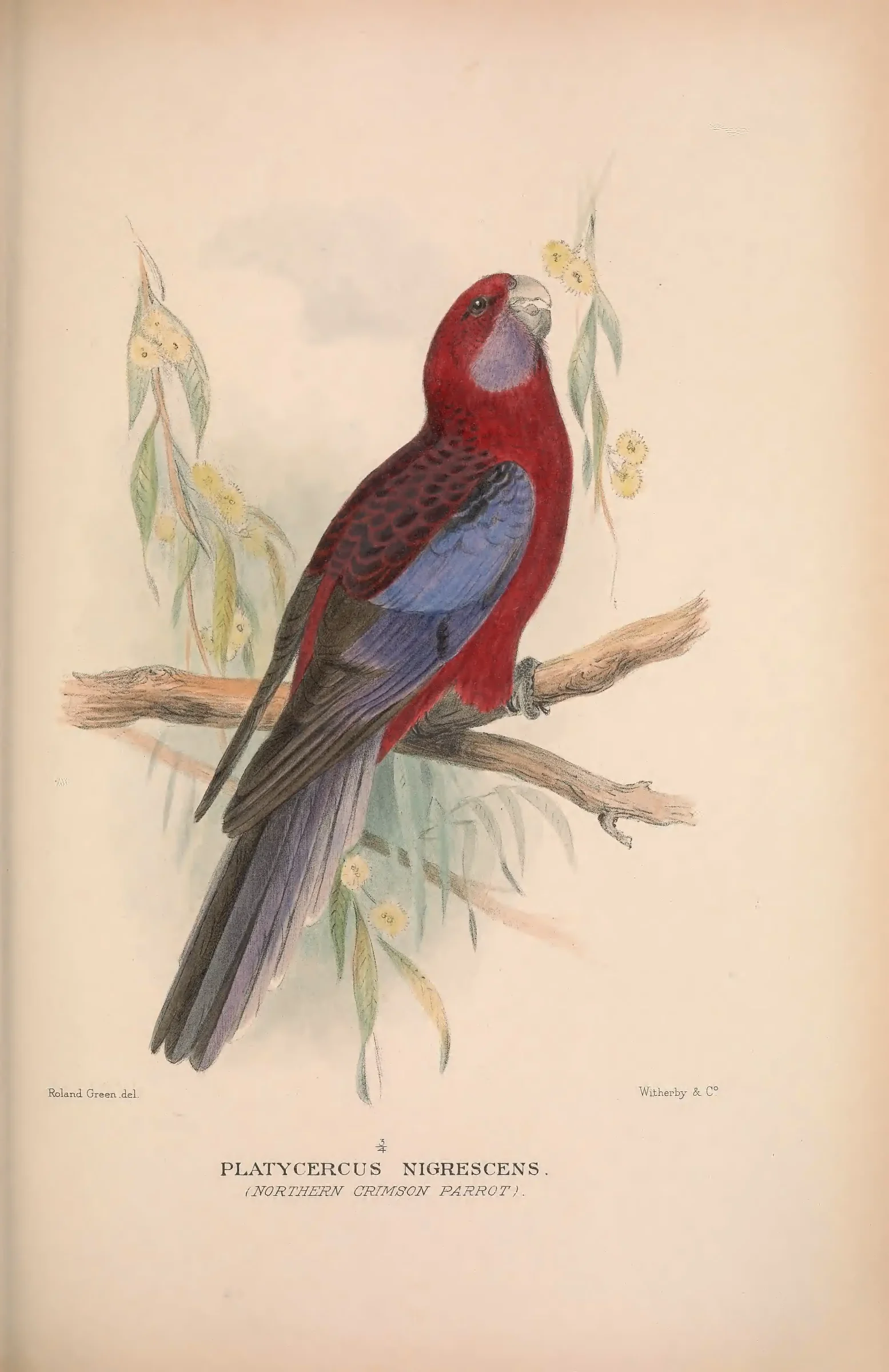 Historical bird plate: Identification needs research