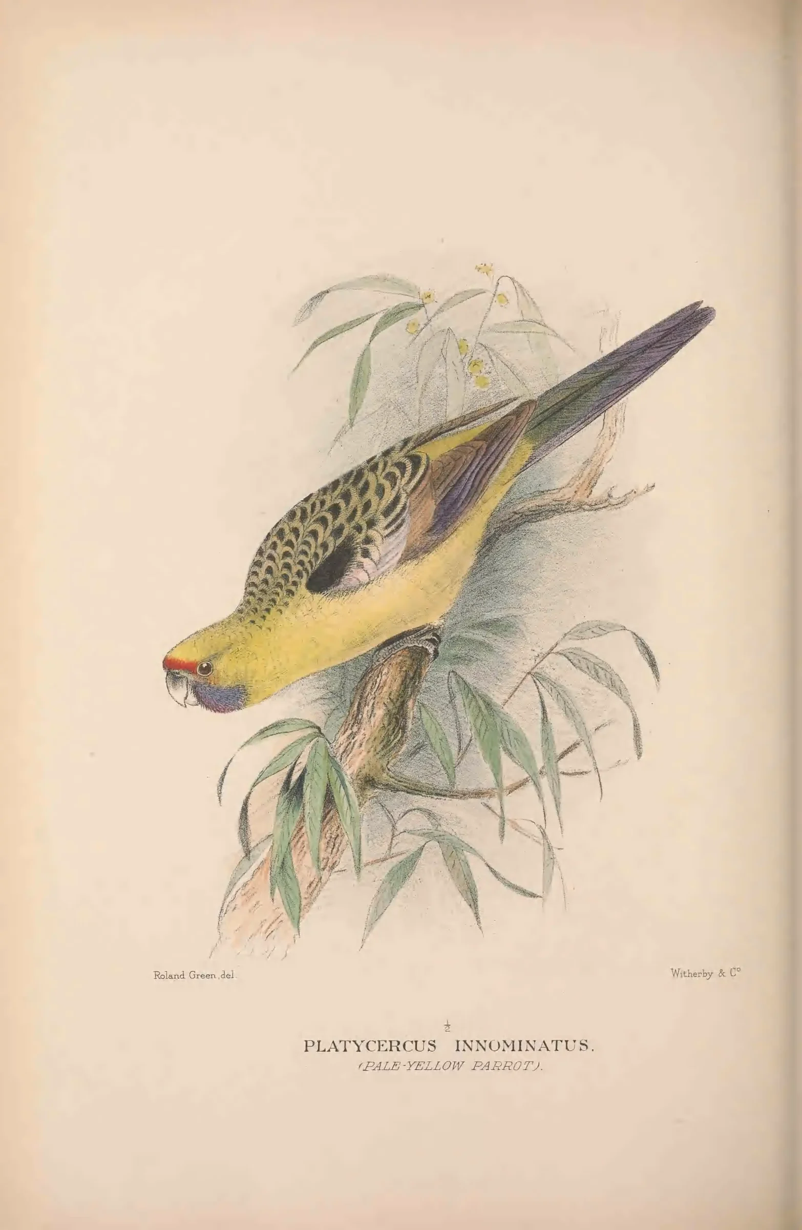 Historical bird plate: Identification needs research