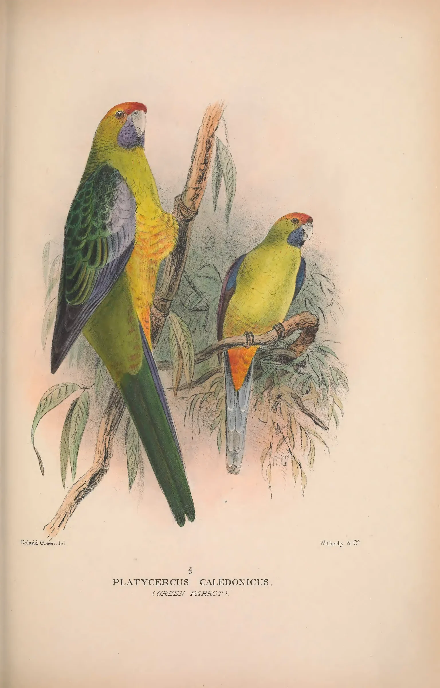 Historical bird plate: Green Rosella