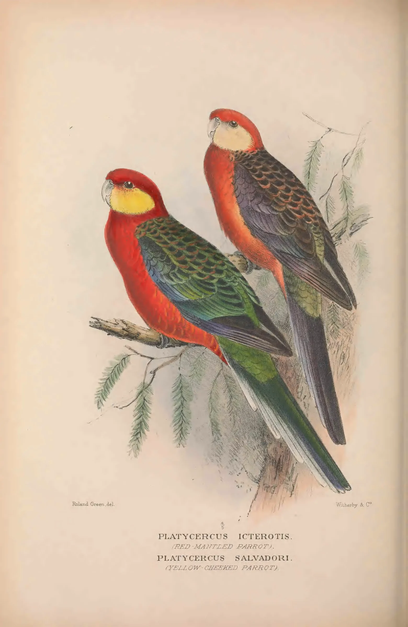 Historical bird plate: Western Rosella