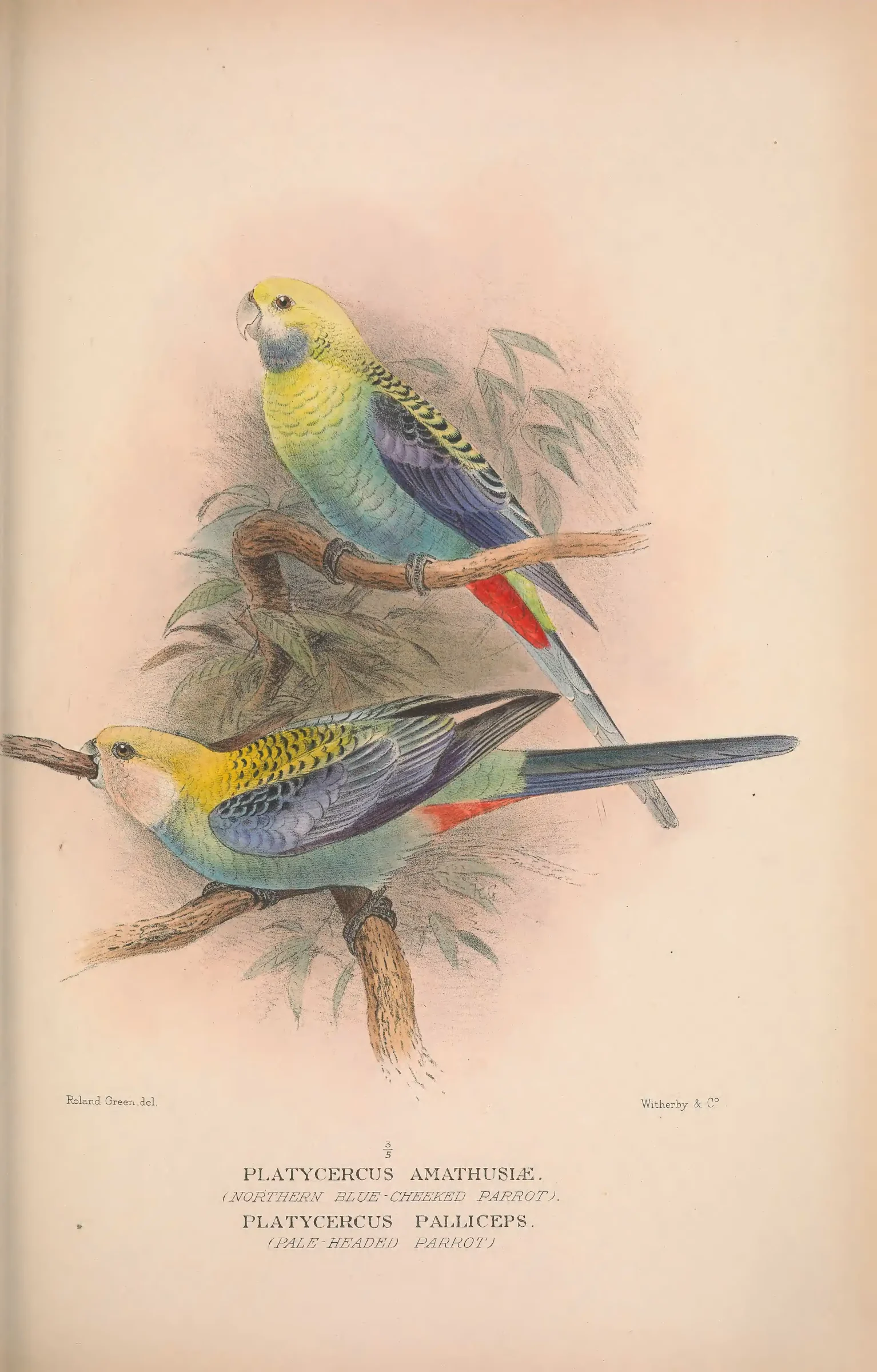 Historical bird plate: Identification needs research