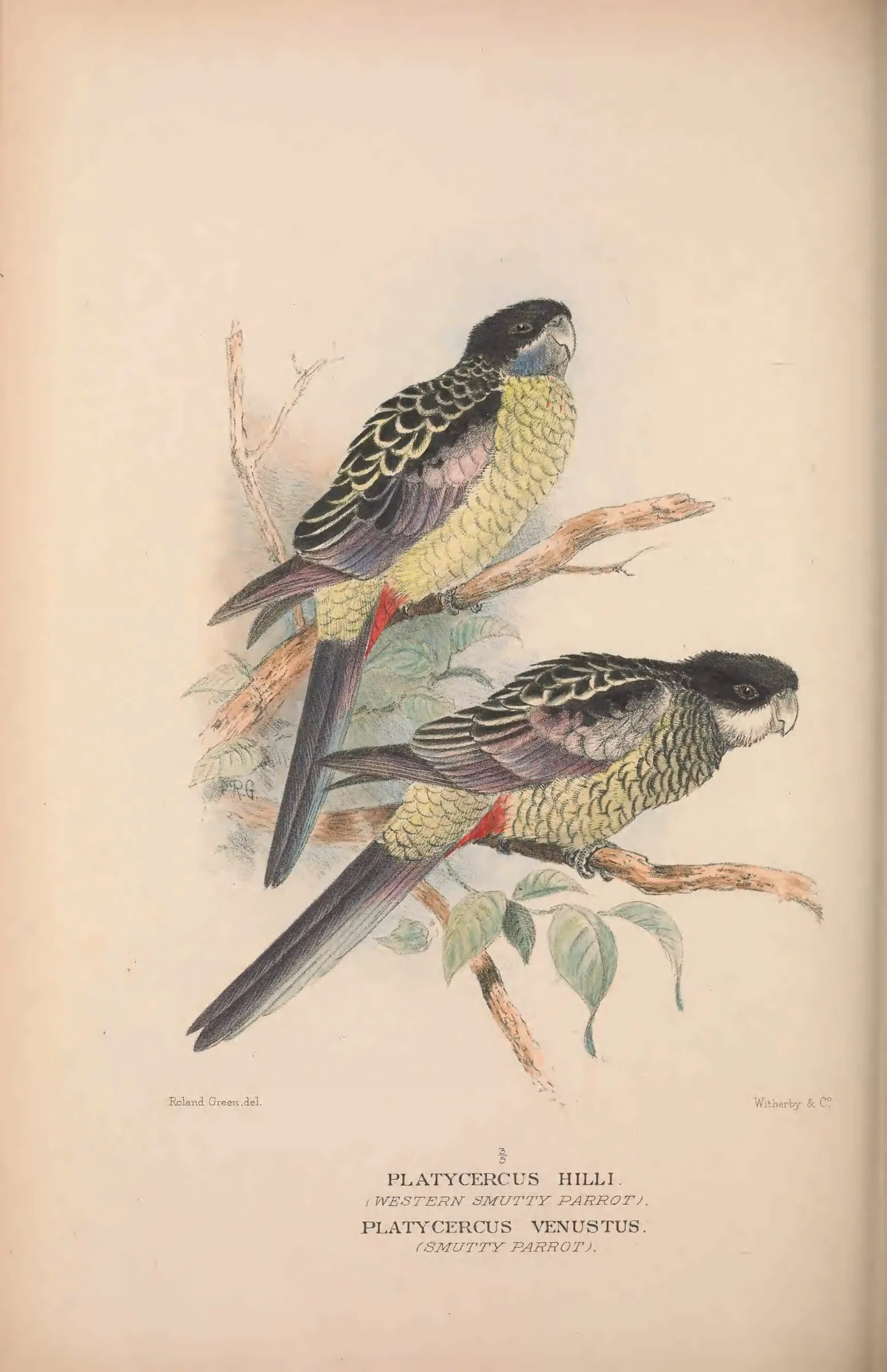 Historical bird plate: Northern Rosella