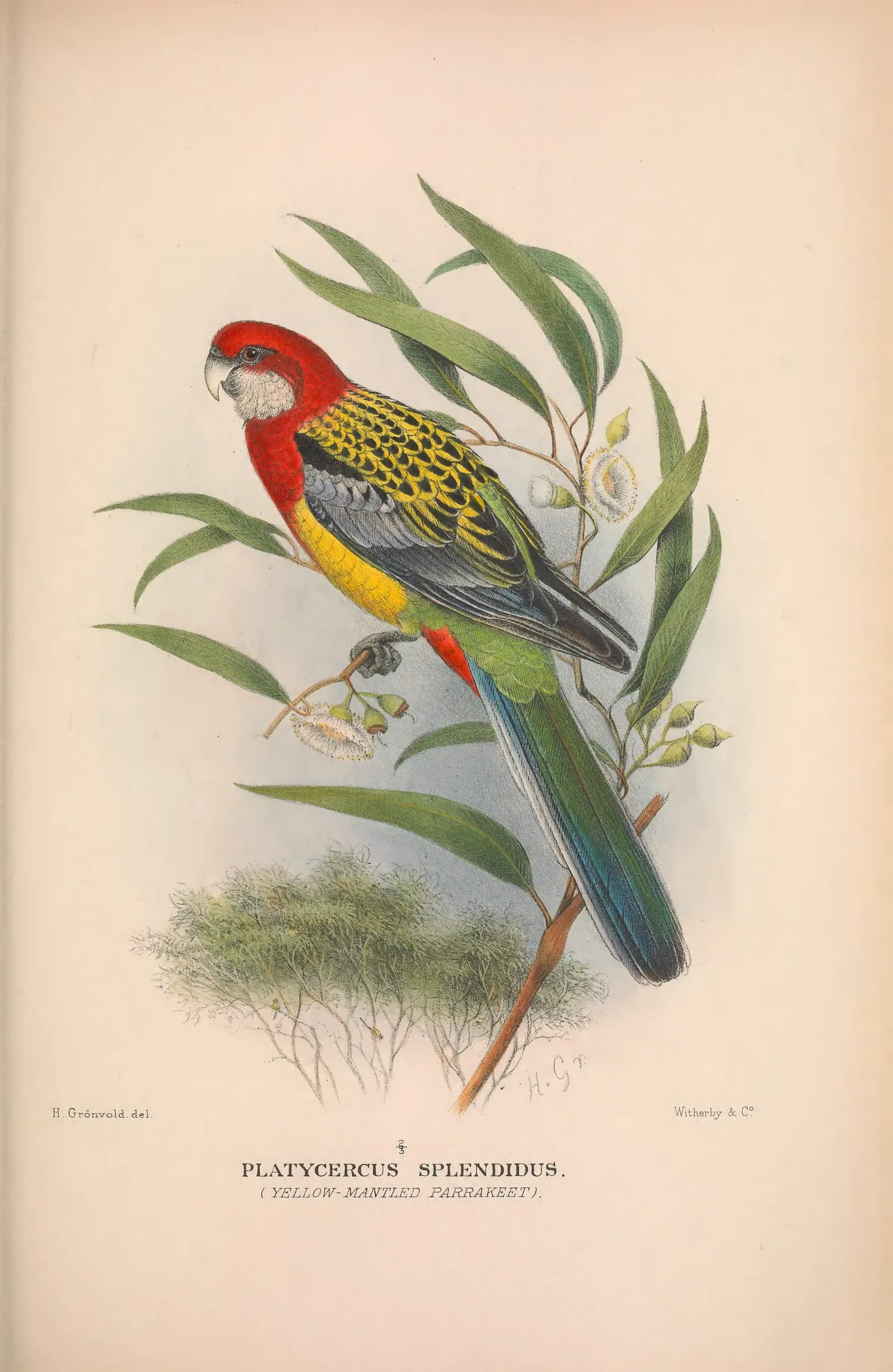 Historical bird plate: Identification needs research