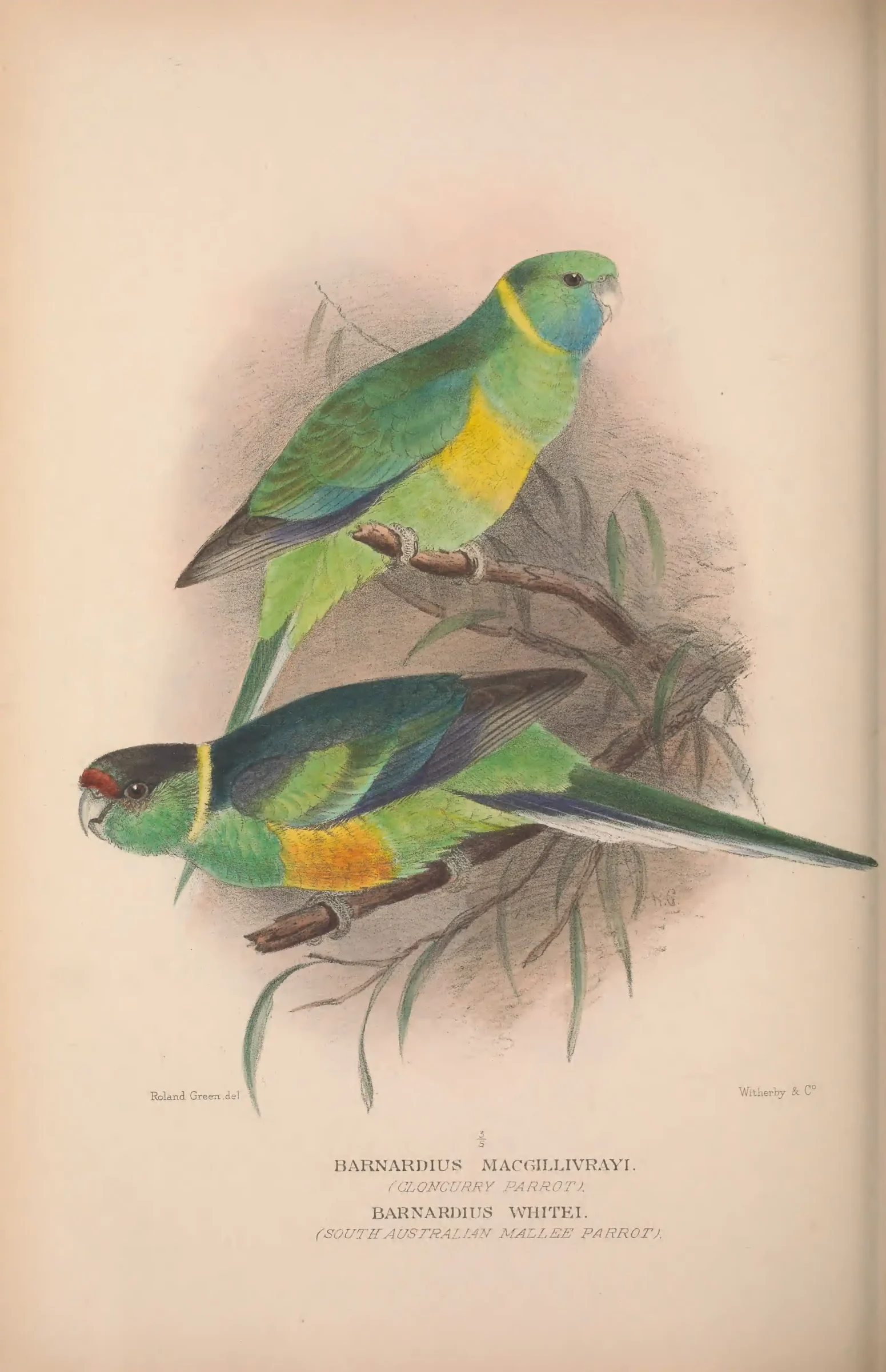 Historical bird plate: Australian Ringneck
