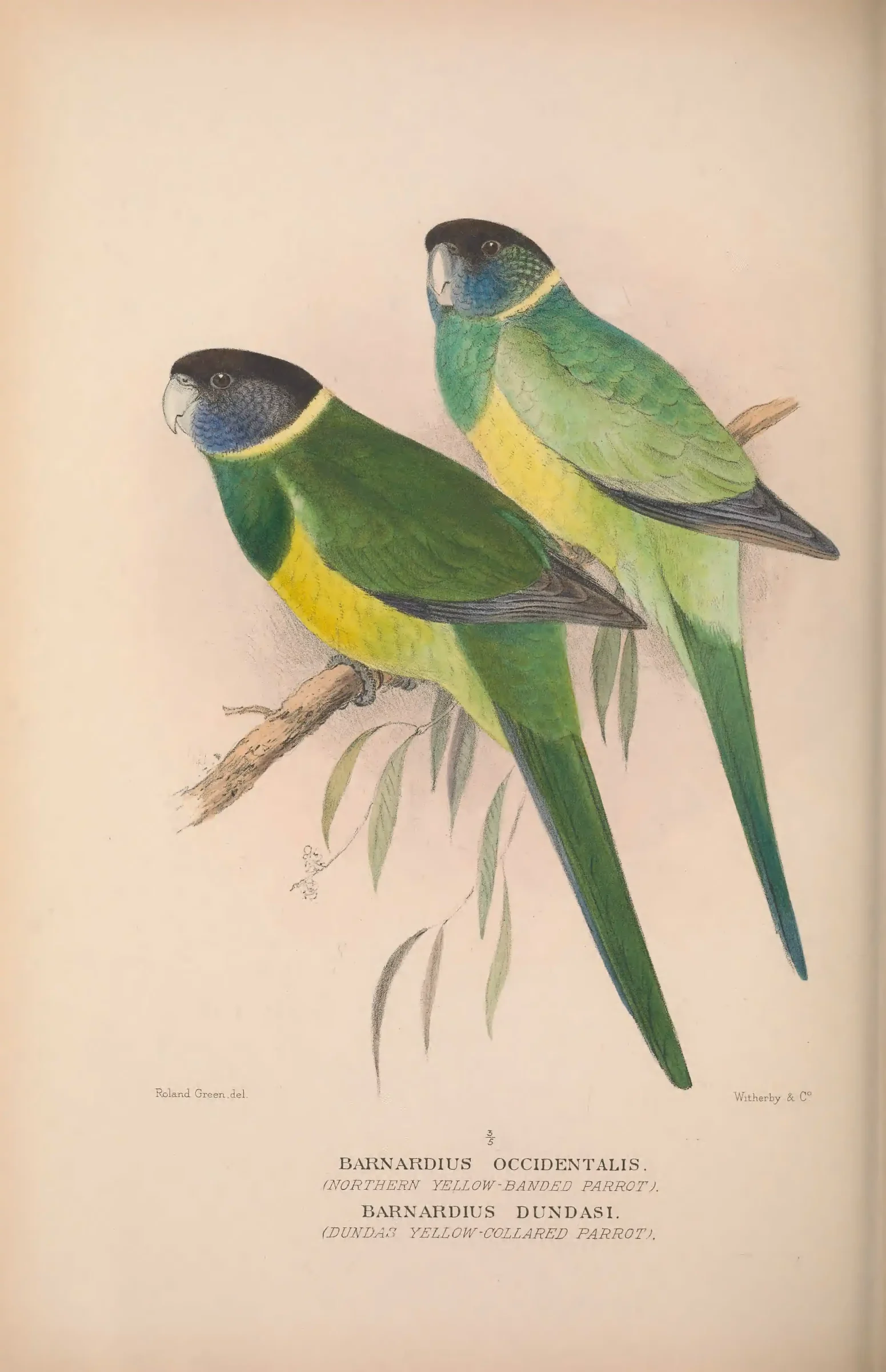 Historical bird plate: Australian Ringneck