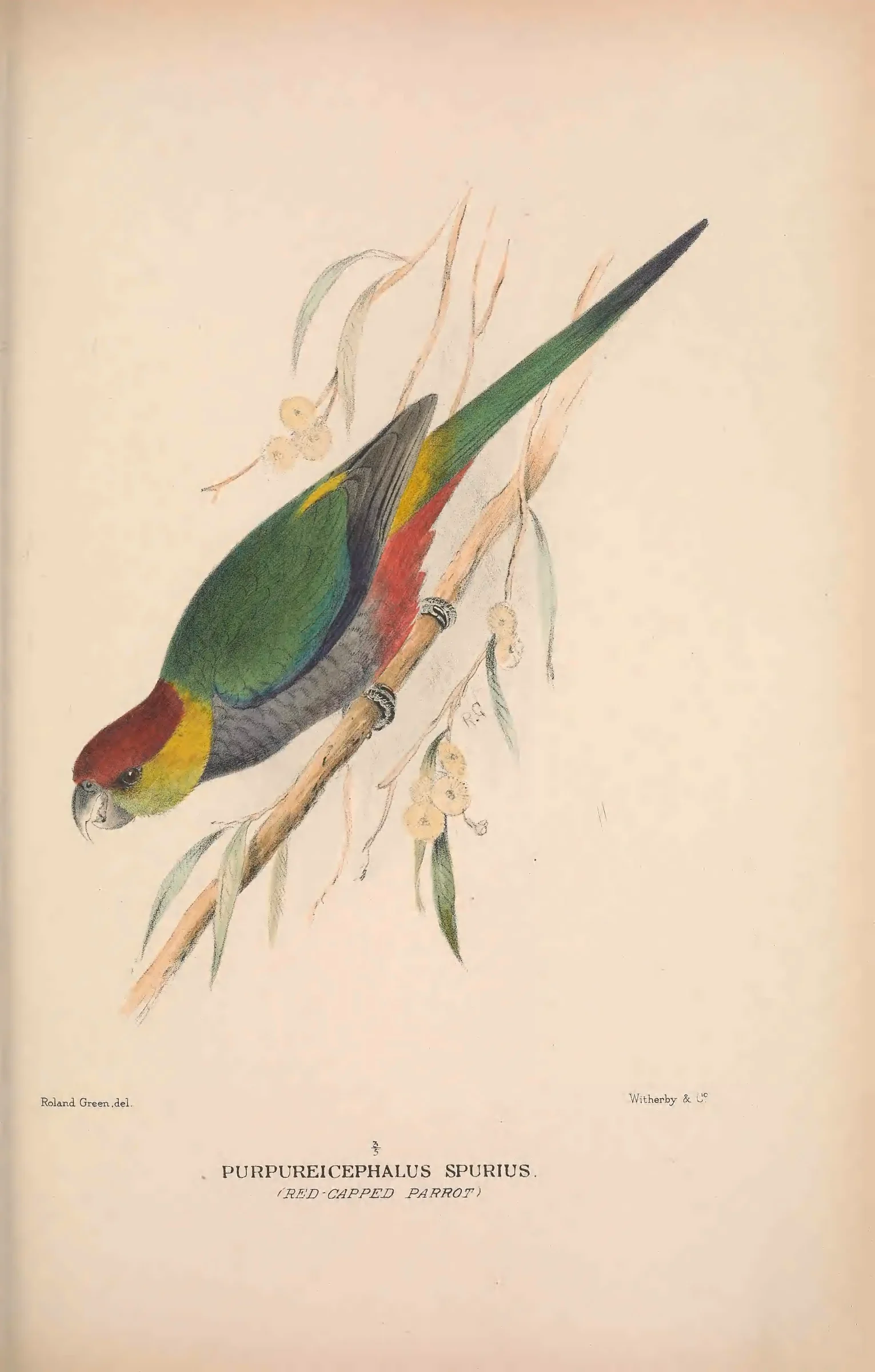 Historical bird plate: Red-capped Parrot