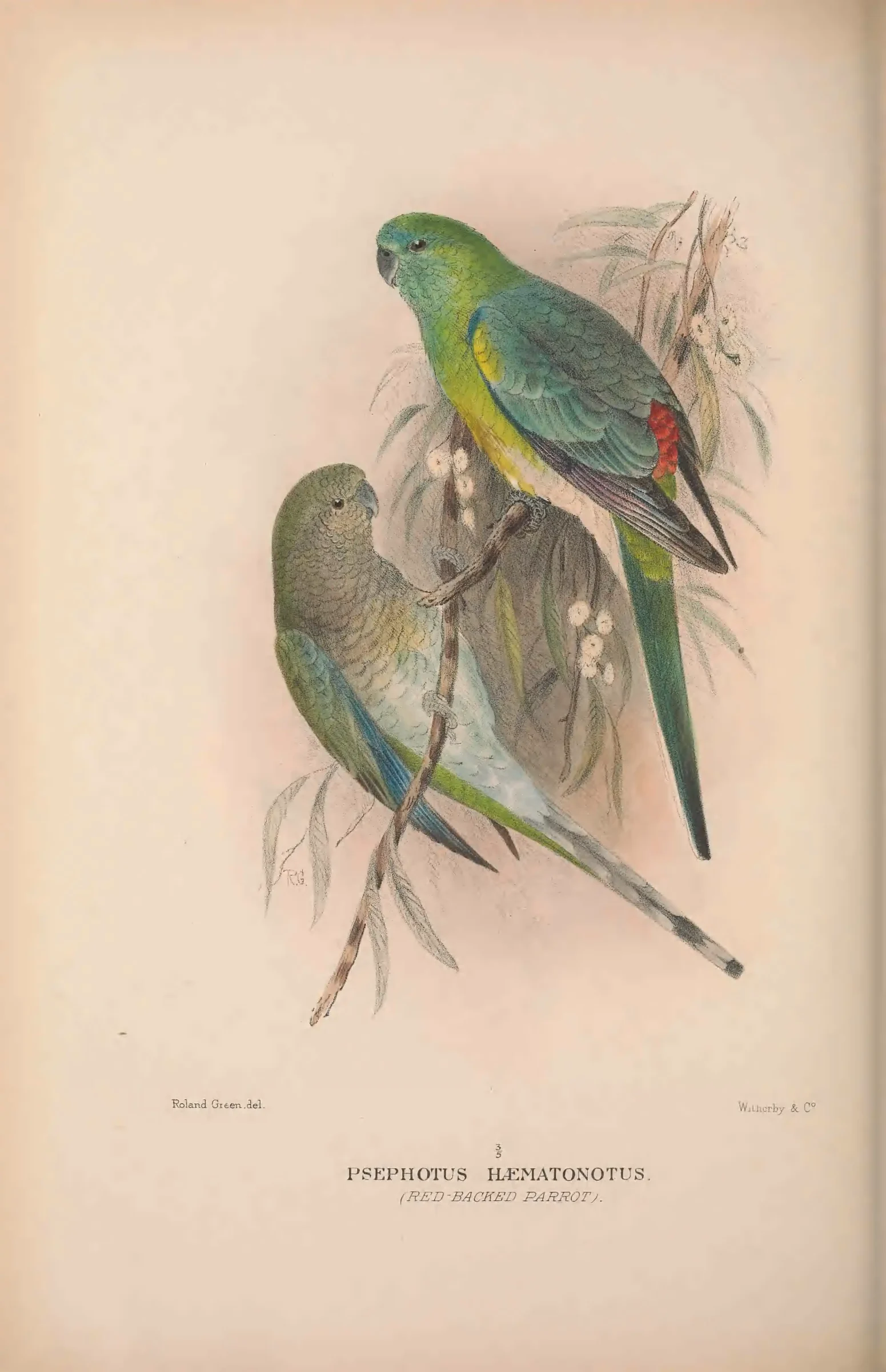 Historical bird plate: Identification needs research