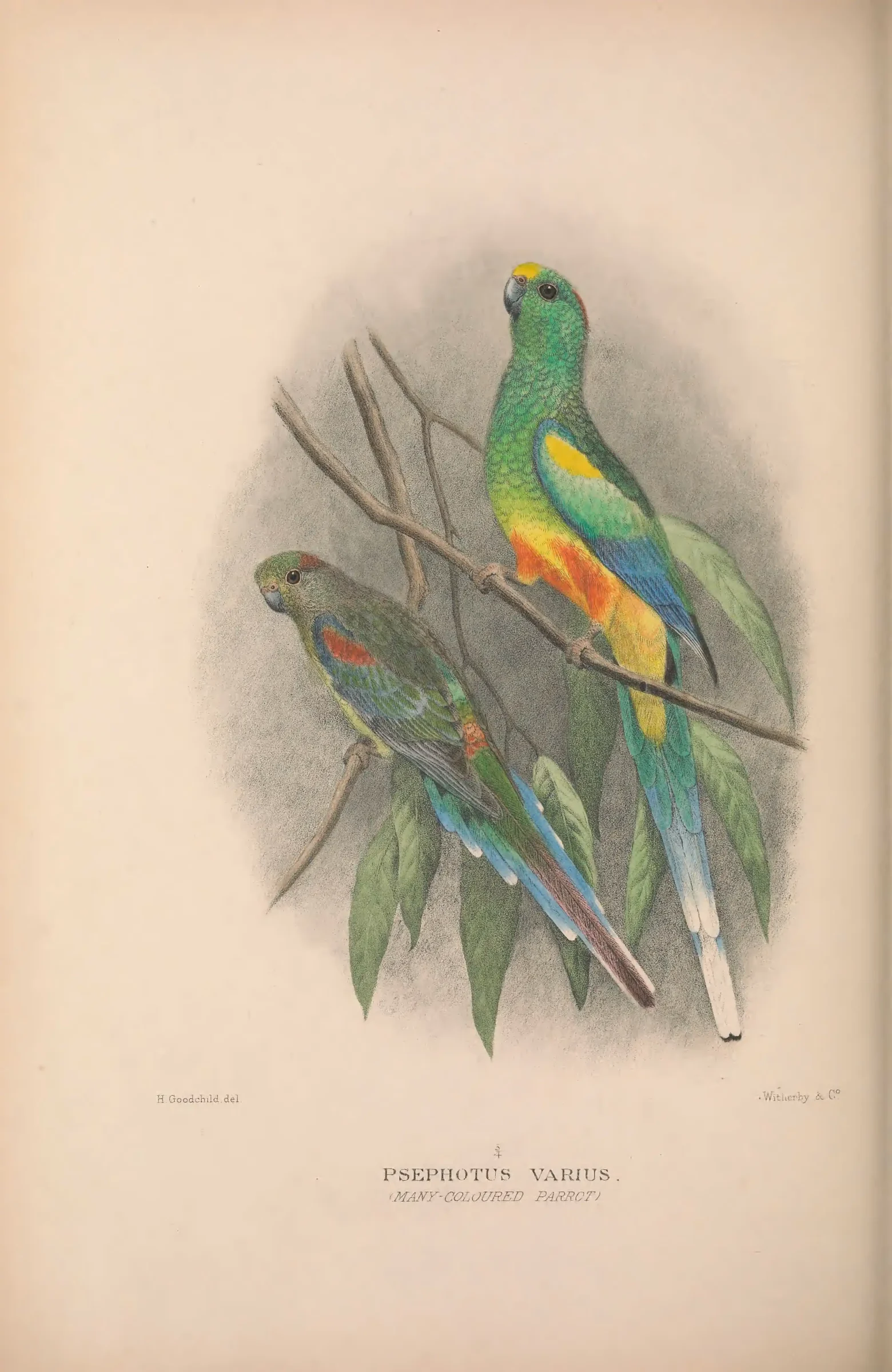 Historical bird plate: Identification needs research