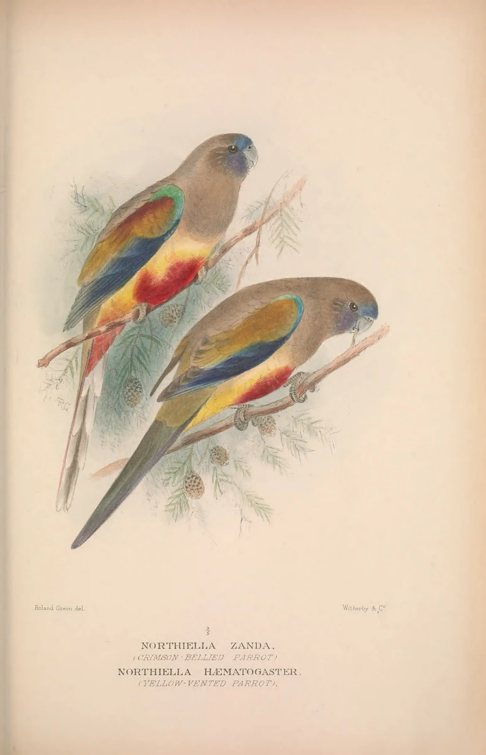 Historical bird plate: Identification needs research