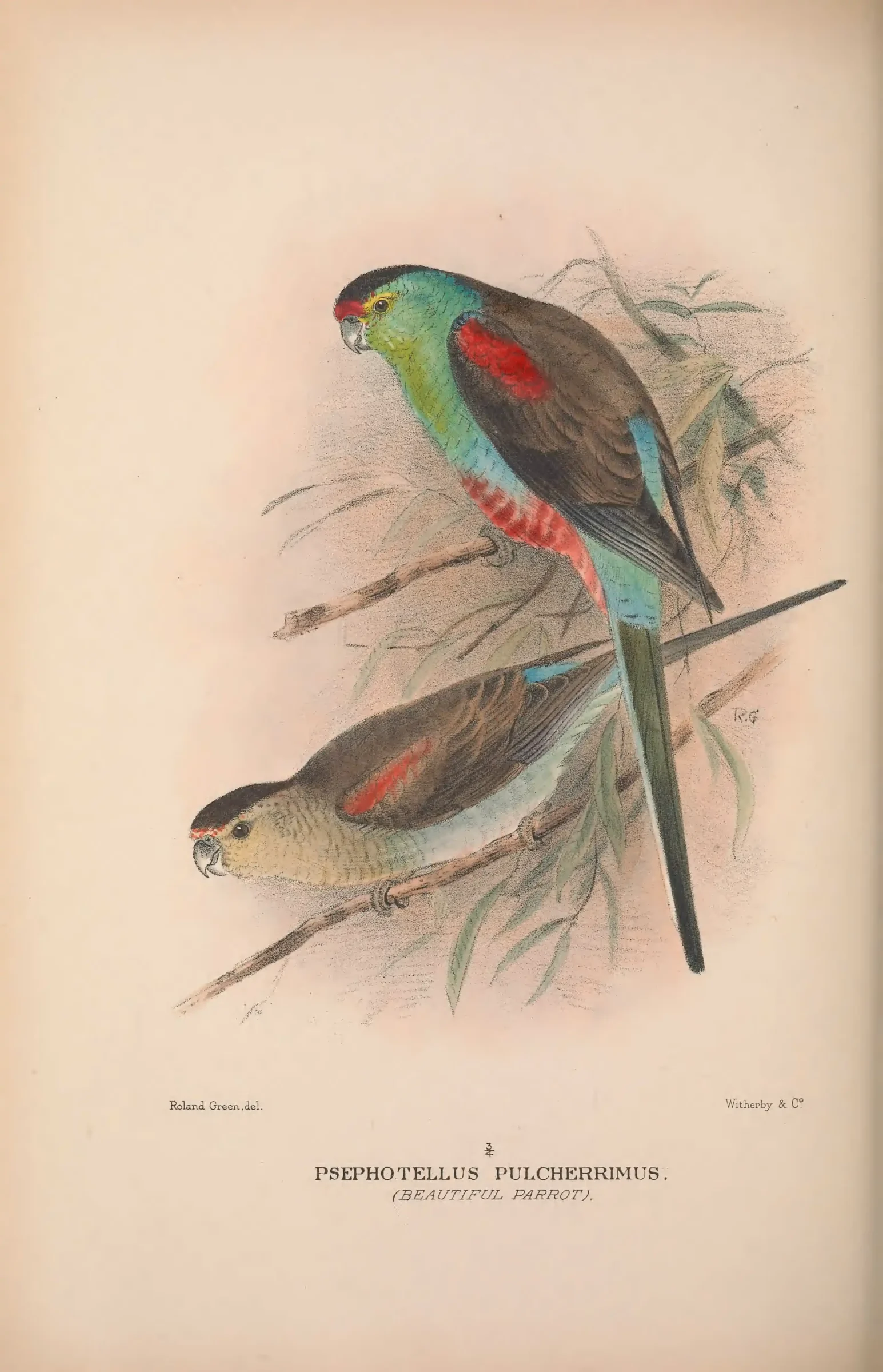 Historical bird plate: Paradise Parrot